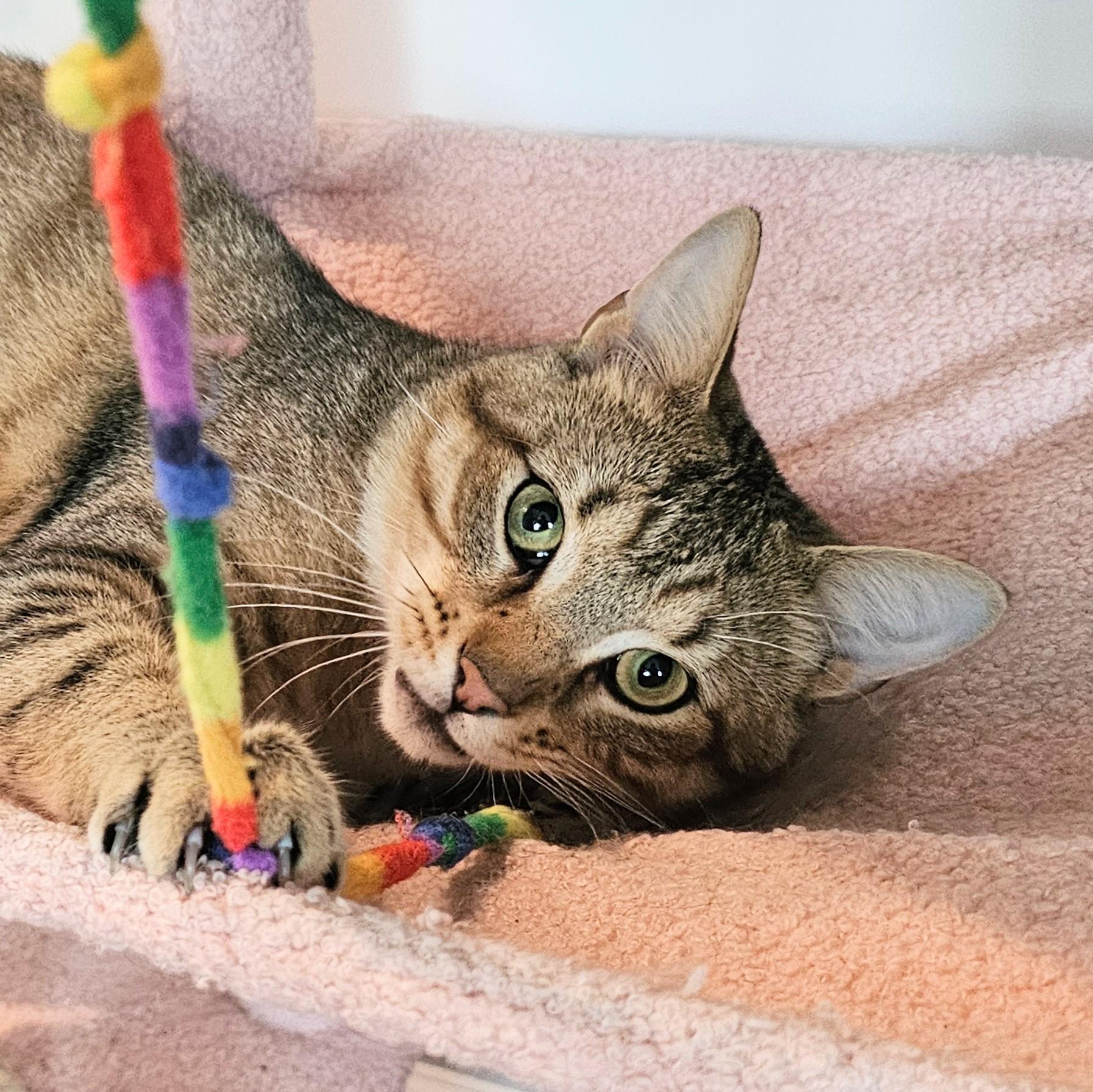 Thunder, a ADOPTABLE Tabby in Chicago, IL image 5/6