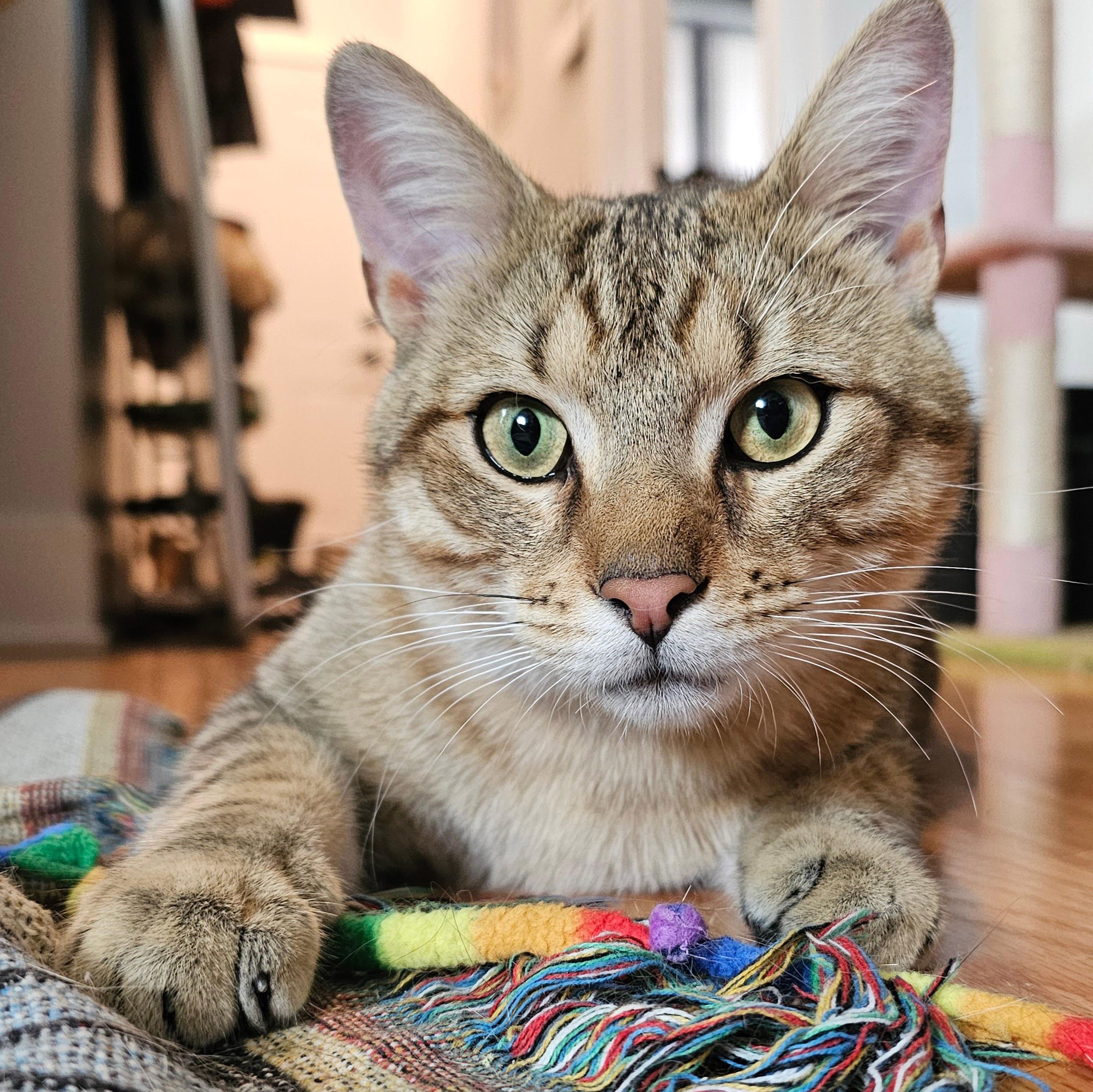 Thunder, a ADOPTABLE Tabby in Chicago, IL image 3/6