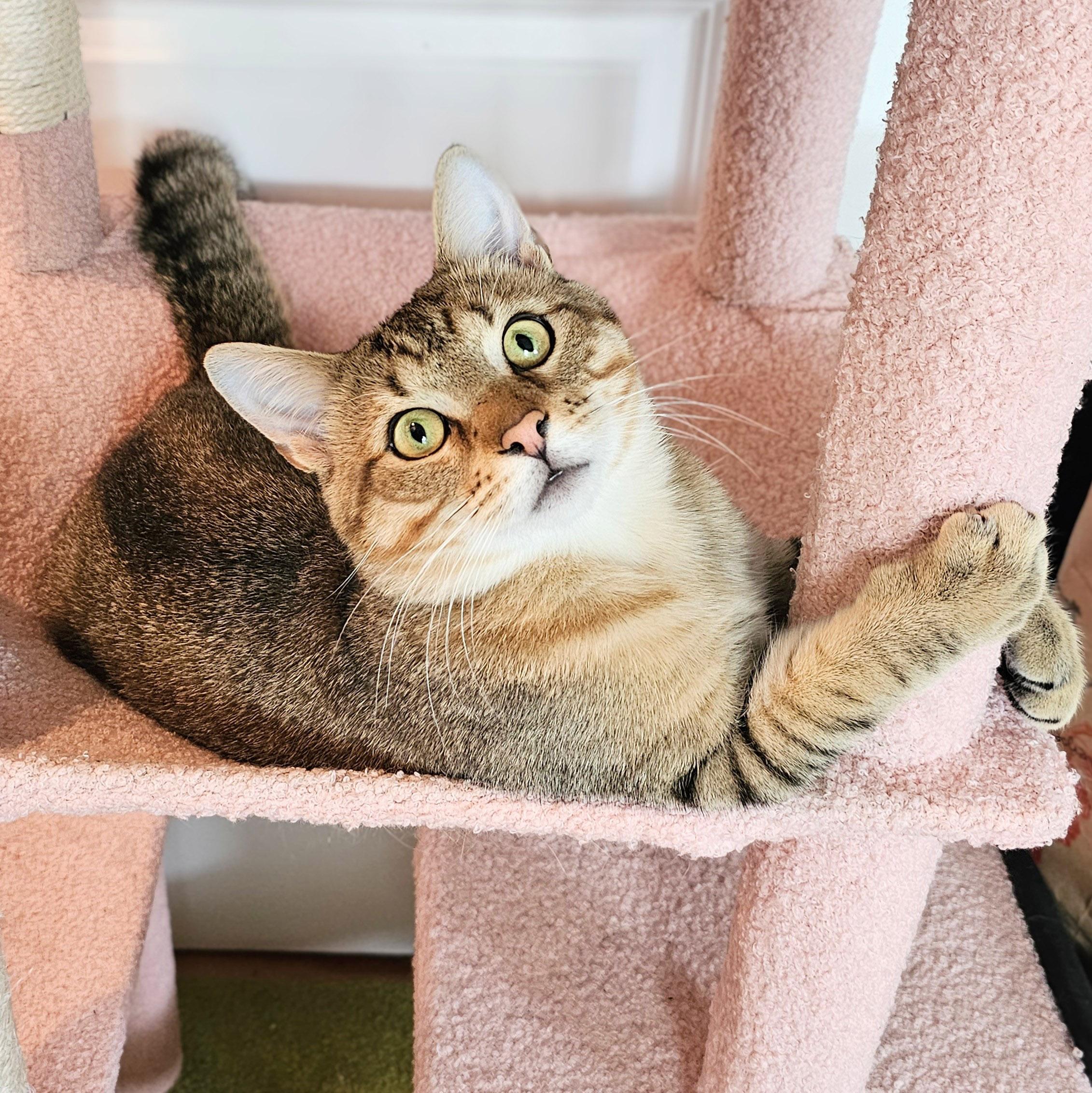 Thunder, a ADOPTABLE Tabby in Chicago, IL image 4/6