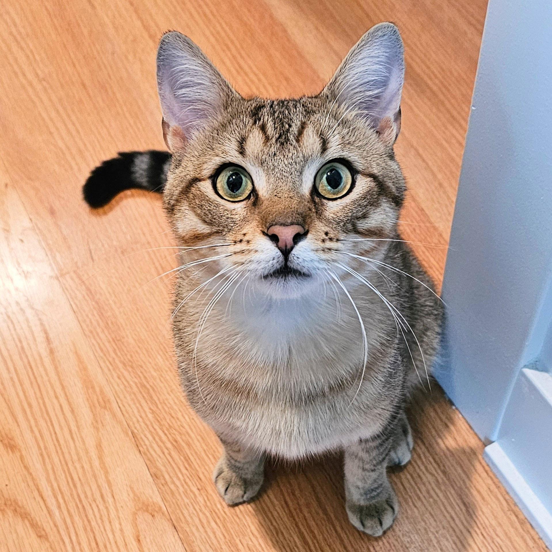 Thunder, a ADOPTABLE Tabby in Chicago, IL image 1/6