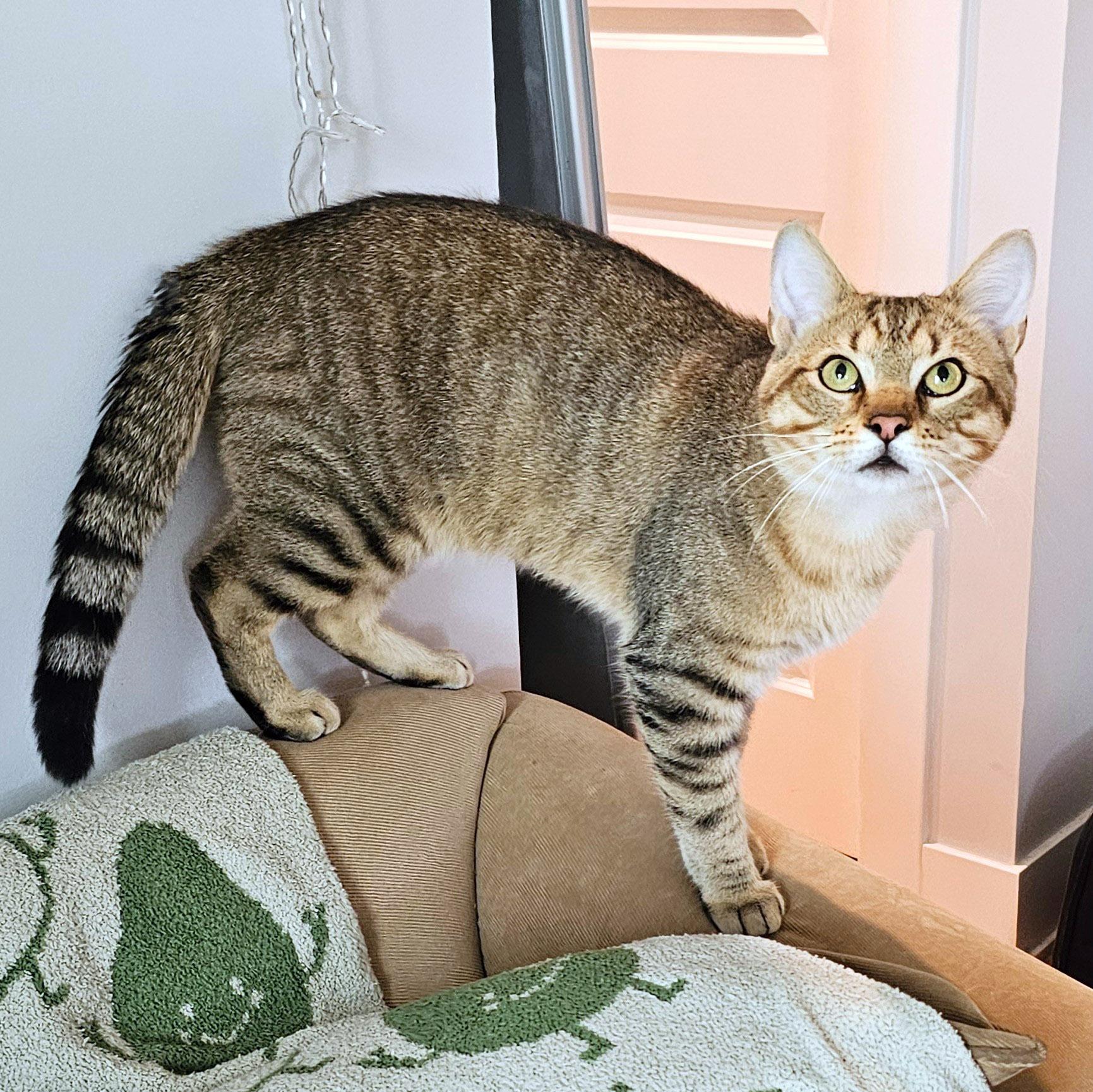 Thunder, a ADOPTABLE Tabby in Chicago, IL image 6/6