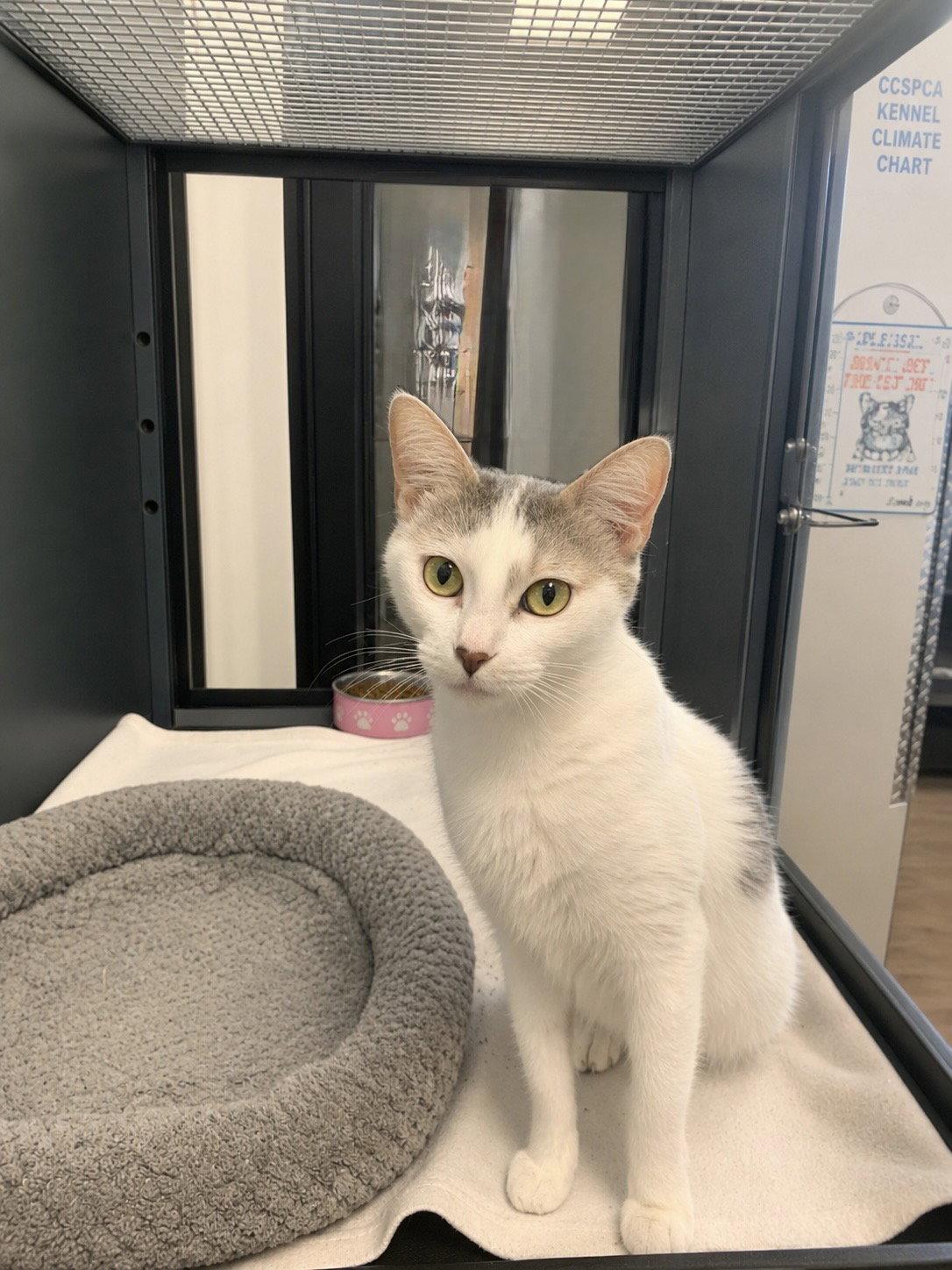 Enlarge Luna, a Adoptable Domestic Short Hair in Sanford, FL image 1/1