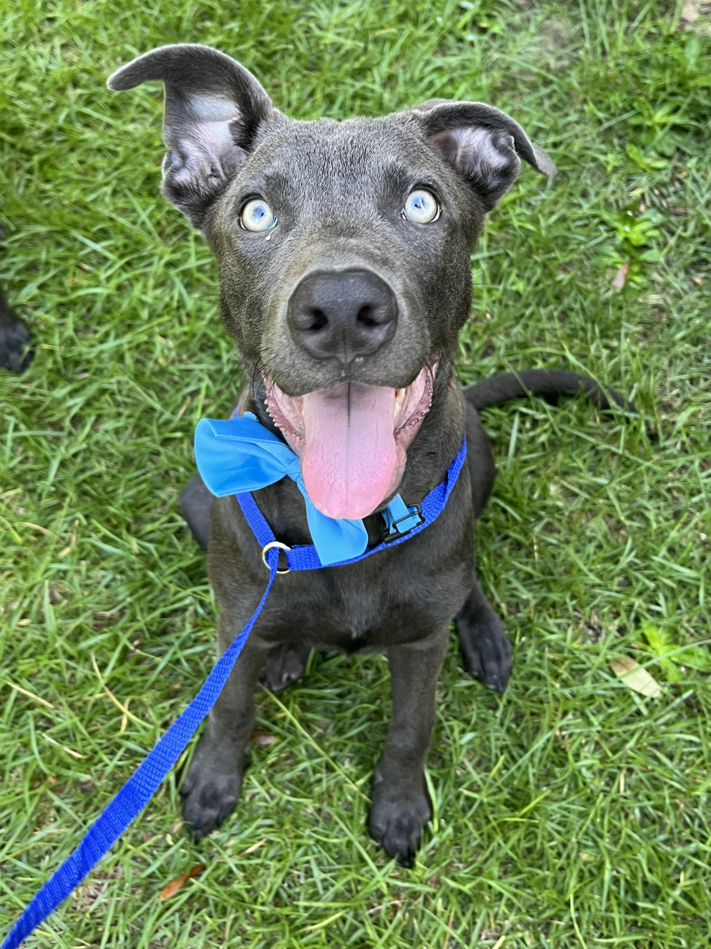 Enlarge Blue, a Adoptable mixed breed in Richmond , VA image 3/6
