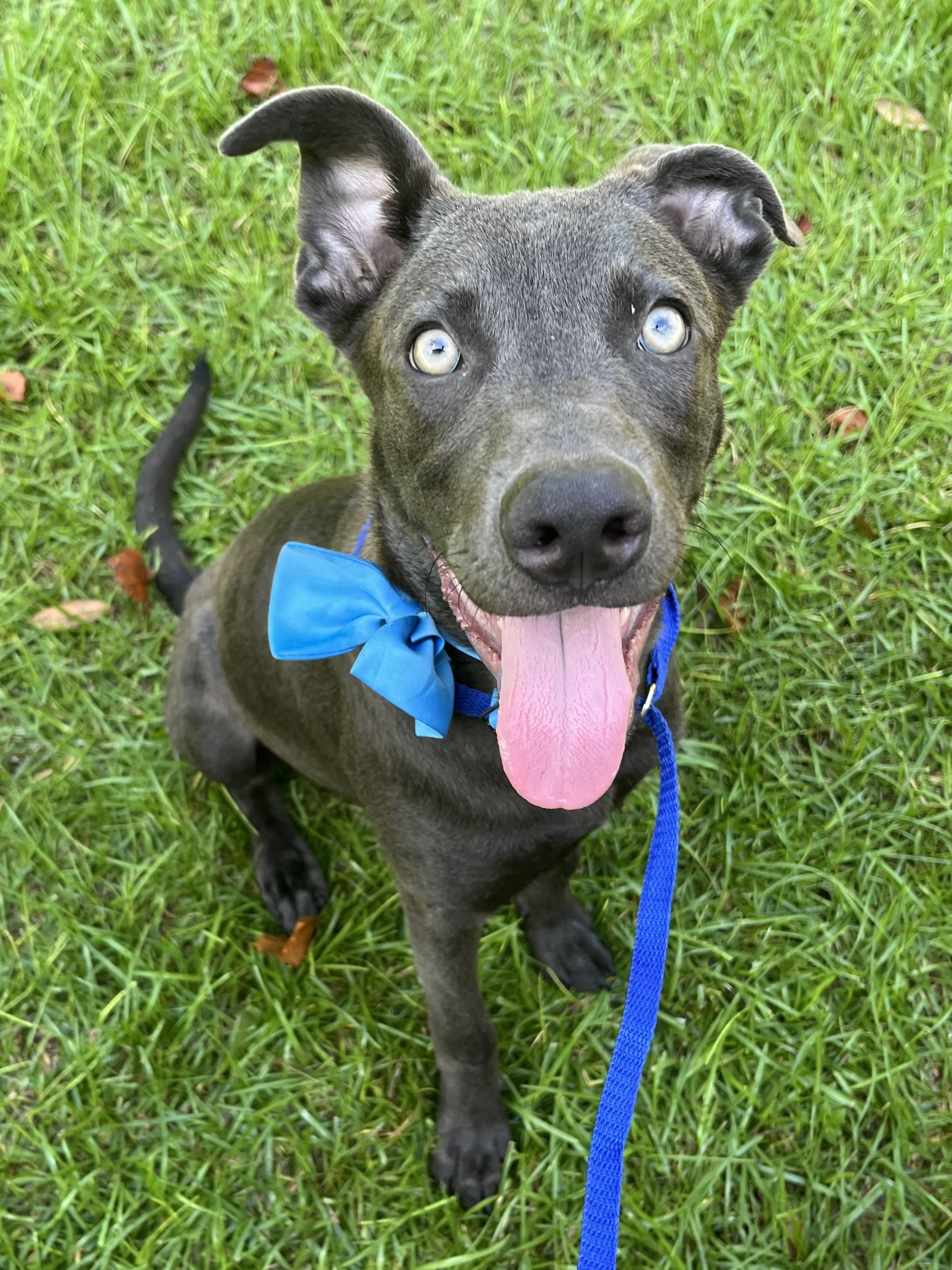 Enlarge Blue, a Adoptable mixed breed in Richmond , VA image 2/6