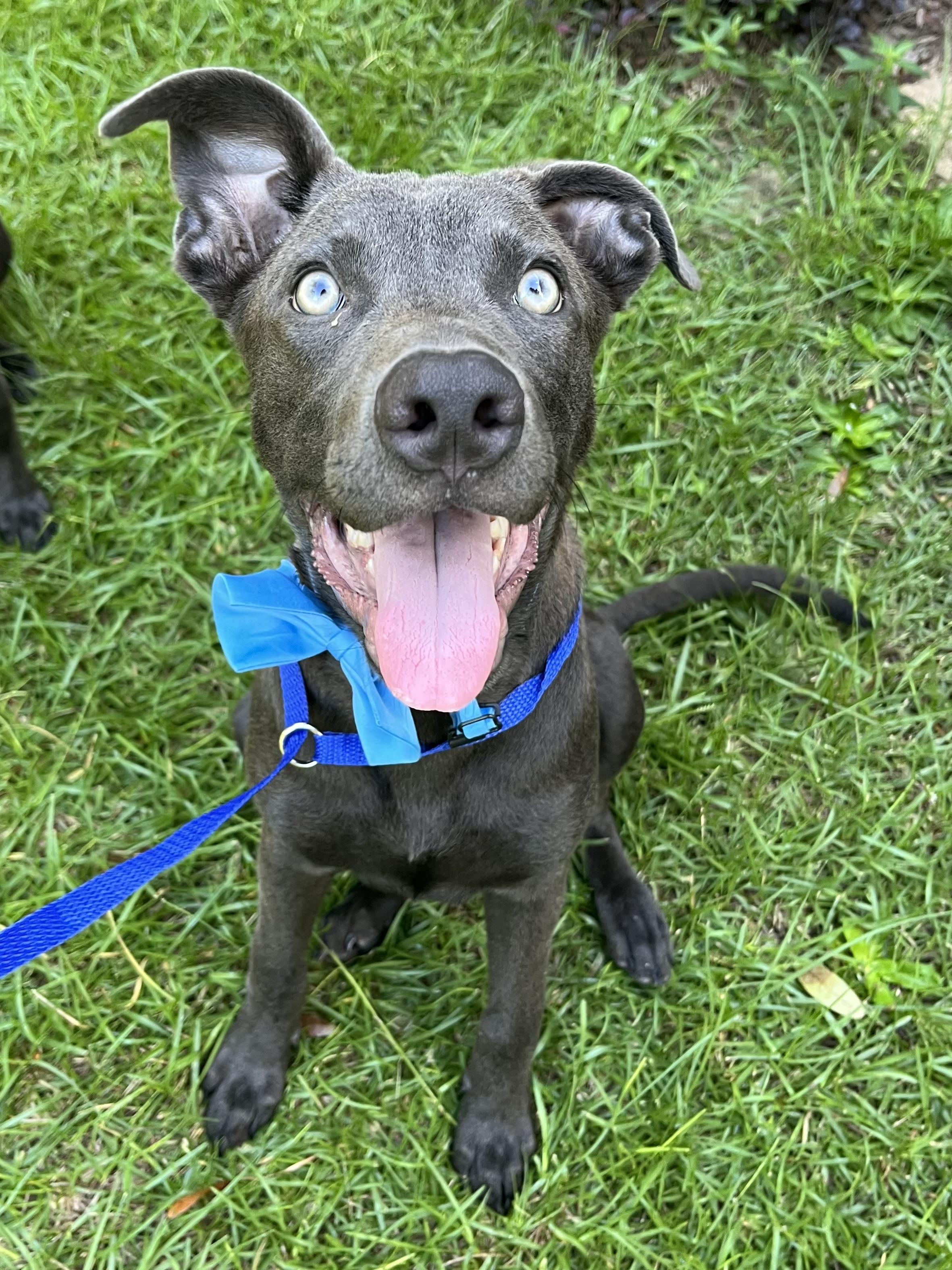 Enlarge Blue, a Adoptable mixed breed in Richmond , VA image 5/6