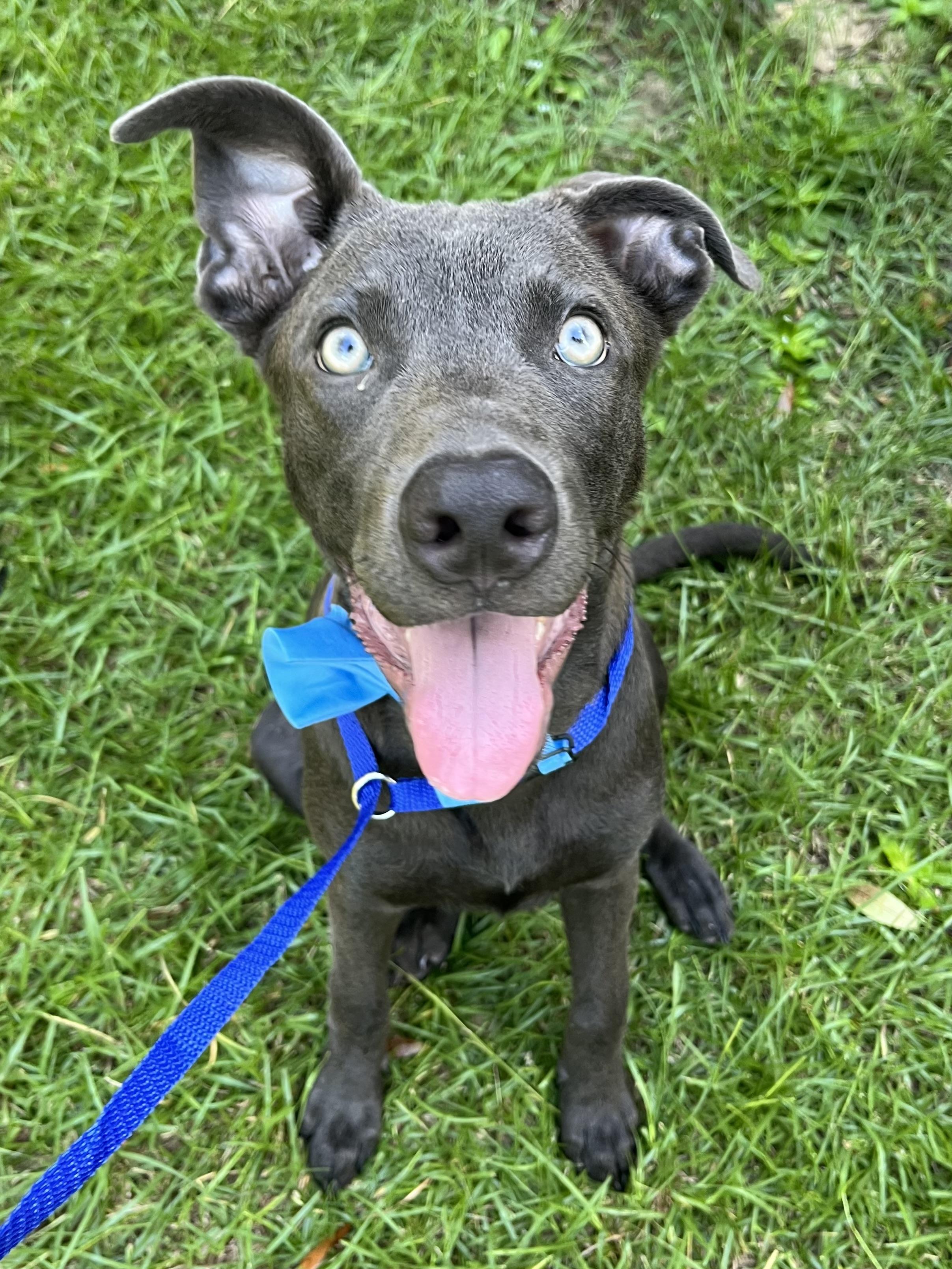 Enlarge Blue, a Adoptable mixed breed in Richmond , VA image 4/6