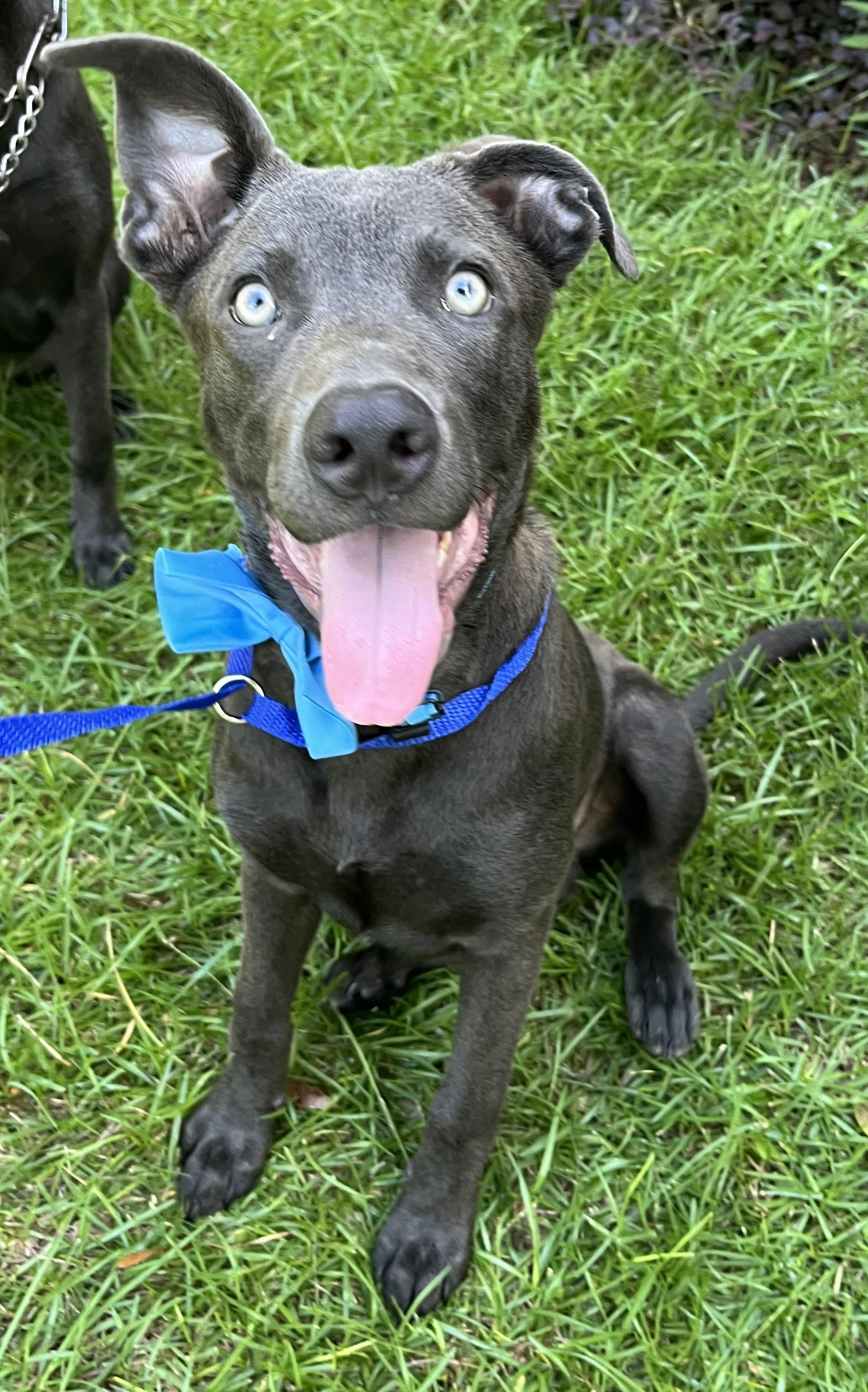Blue, Adoptable, Puppy Male Labrador Retriever & German Shepherd Dog.