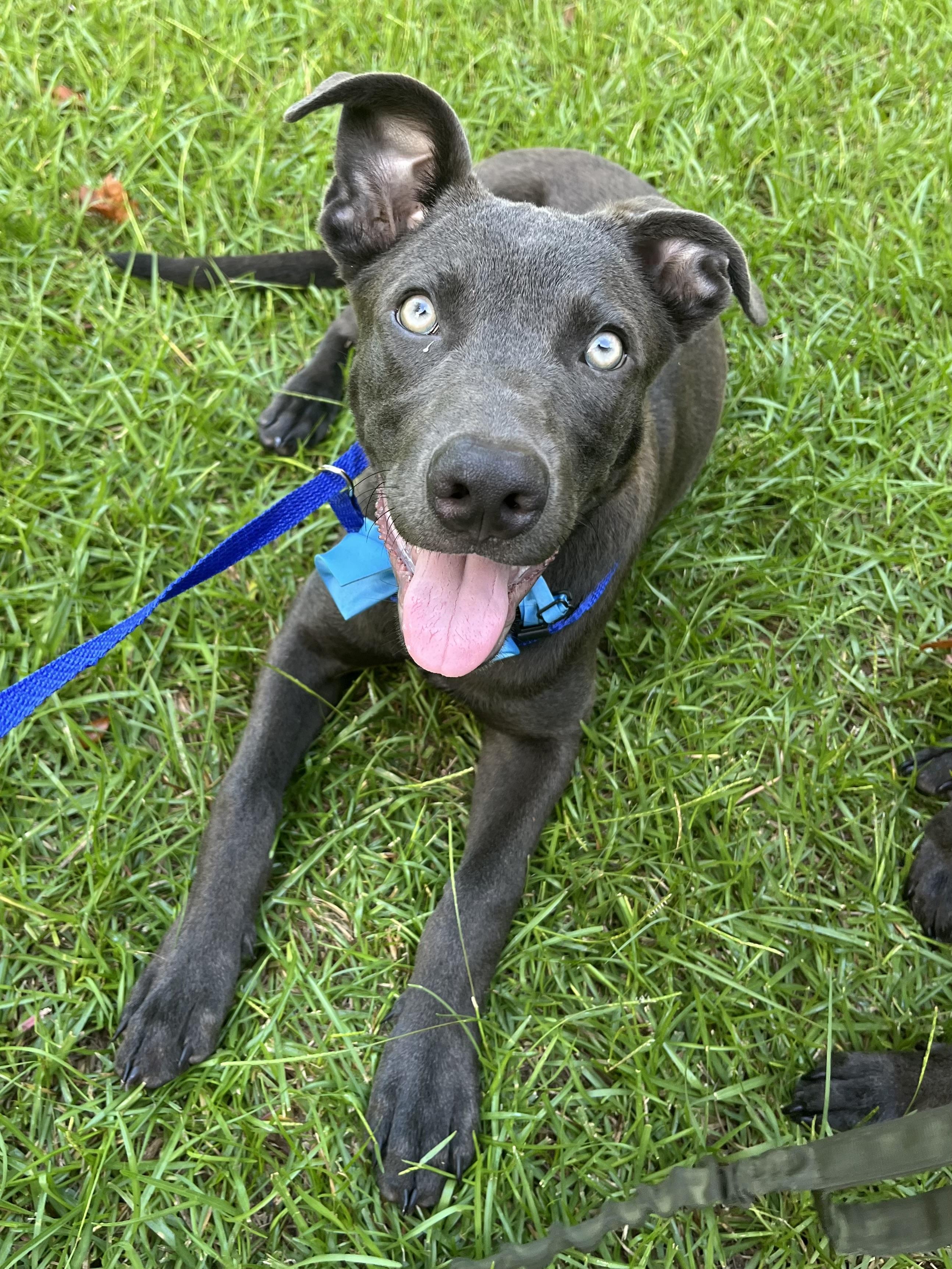 Enlarge Blue, a Adoptable mixed breed in Richmond , VA image 6/6
