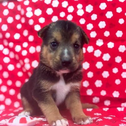 Backpack, Adoptable, Puppy Female German Shepherd Dog & Mixed Breed.