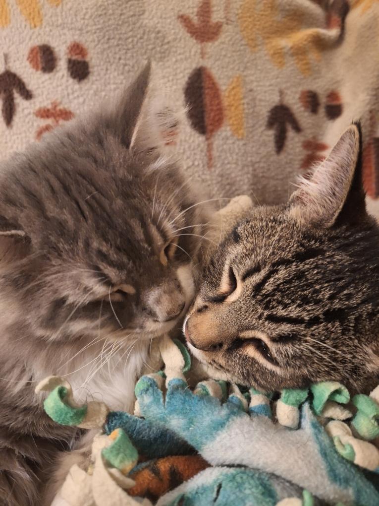 Kodie & Kasper, adoptable, Kitten Male Domestic Medium Hair.