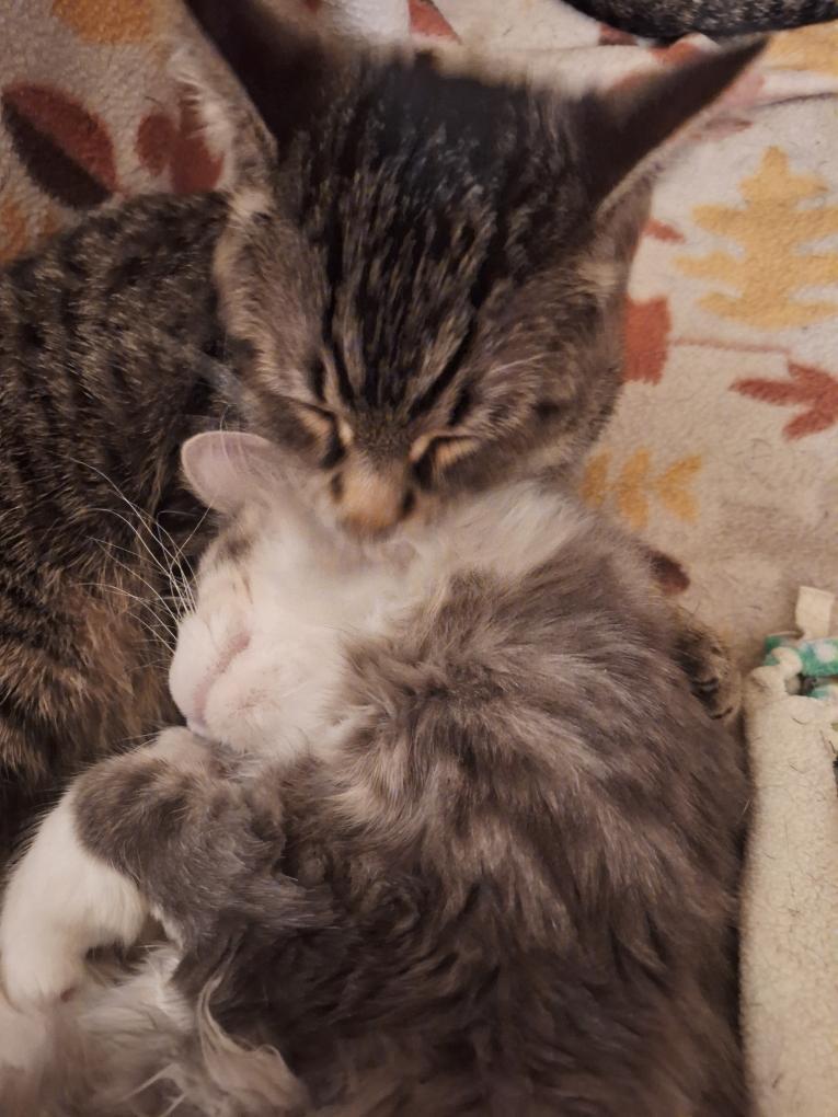 Enlarge Kodie & Kasper, an adoptable Domestic Medium Hair in Cincinnati, OH image 2/4