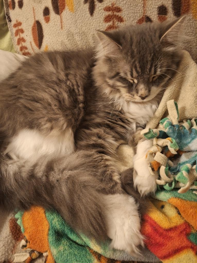 Enlarge Kodie & Kasper, an adoptable Domestic Medium Hair in Cincinnati, OH image 3/4