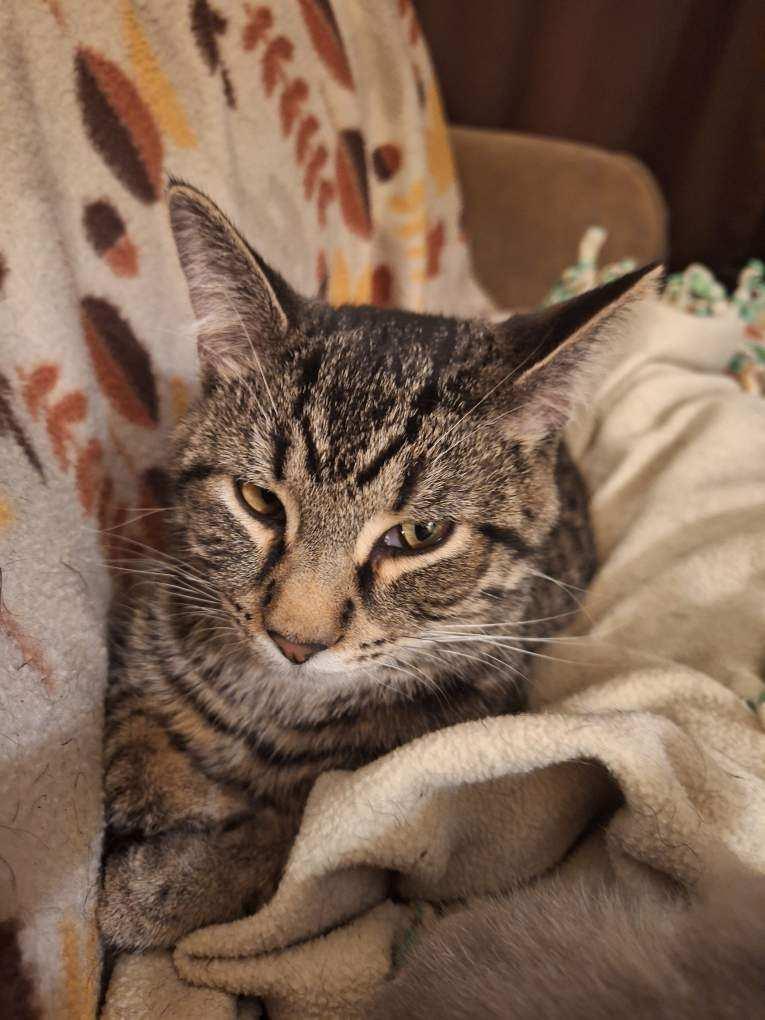 Enlarge Kodie & Kasper, an adoptable Domestic Medium Hair in Cincinnati, OH image 4/4