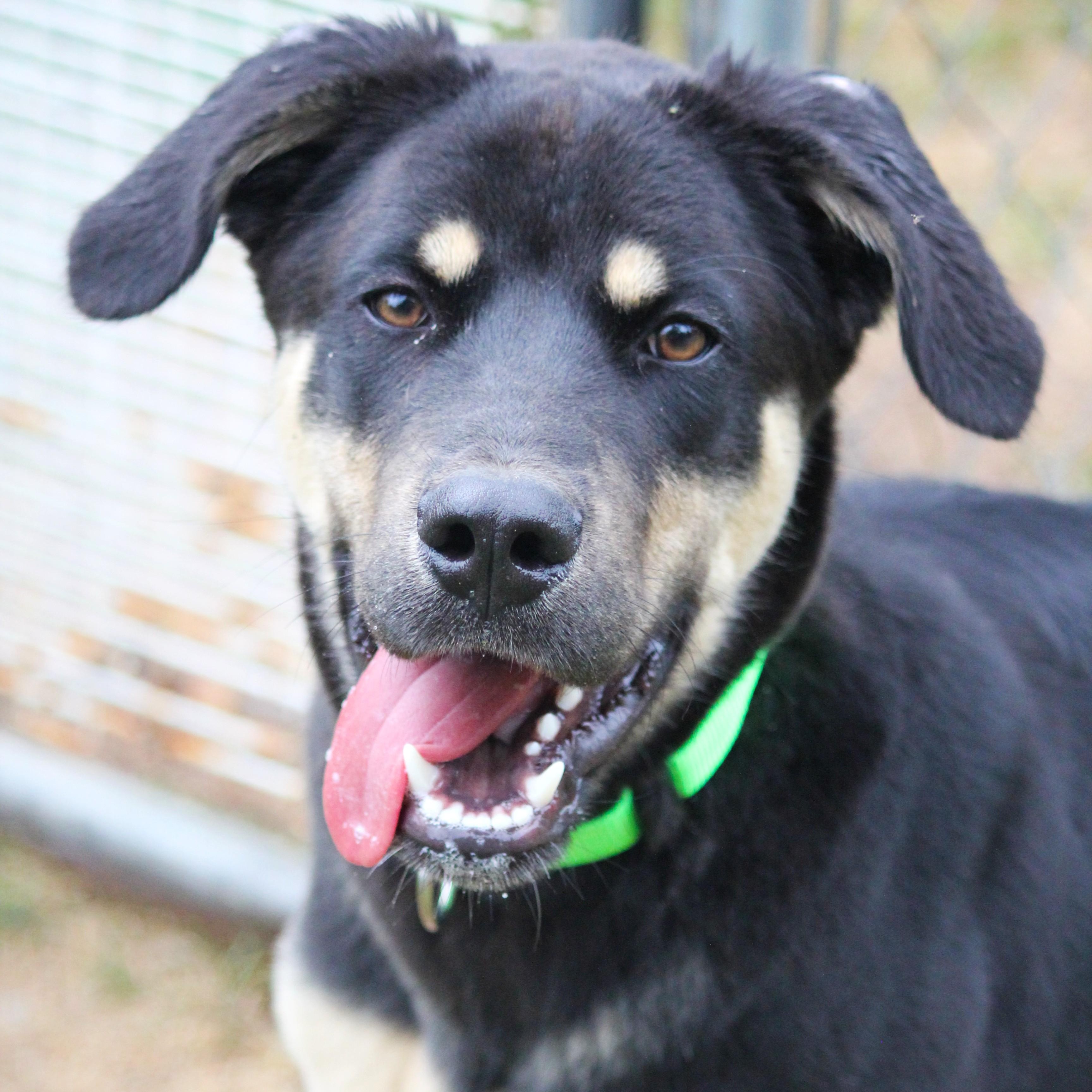 Elliot, adopted, Puppy Male Doberman Pinscher & German Shepherd Dog.