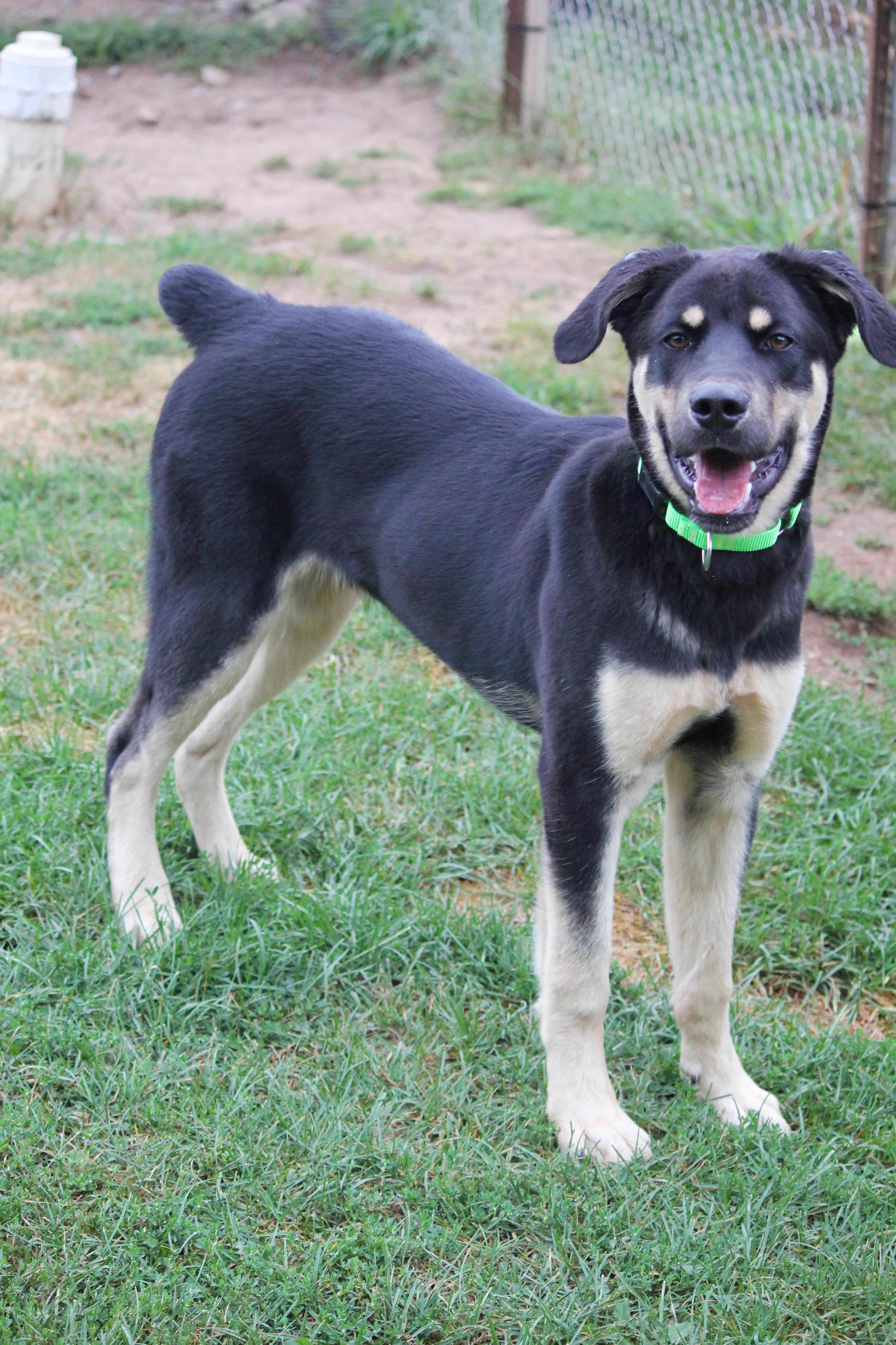 Enlarge Elliot, an adopted mixed breed in Hayward, WI image 2/3