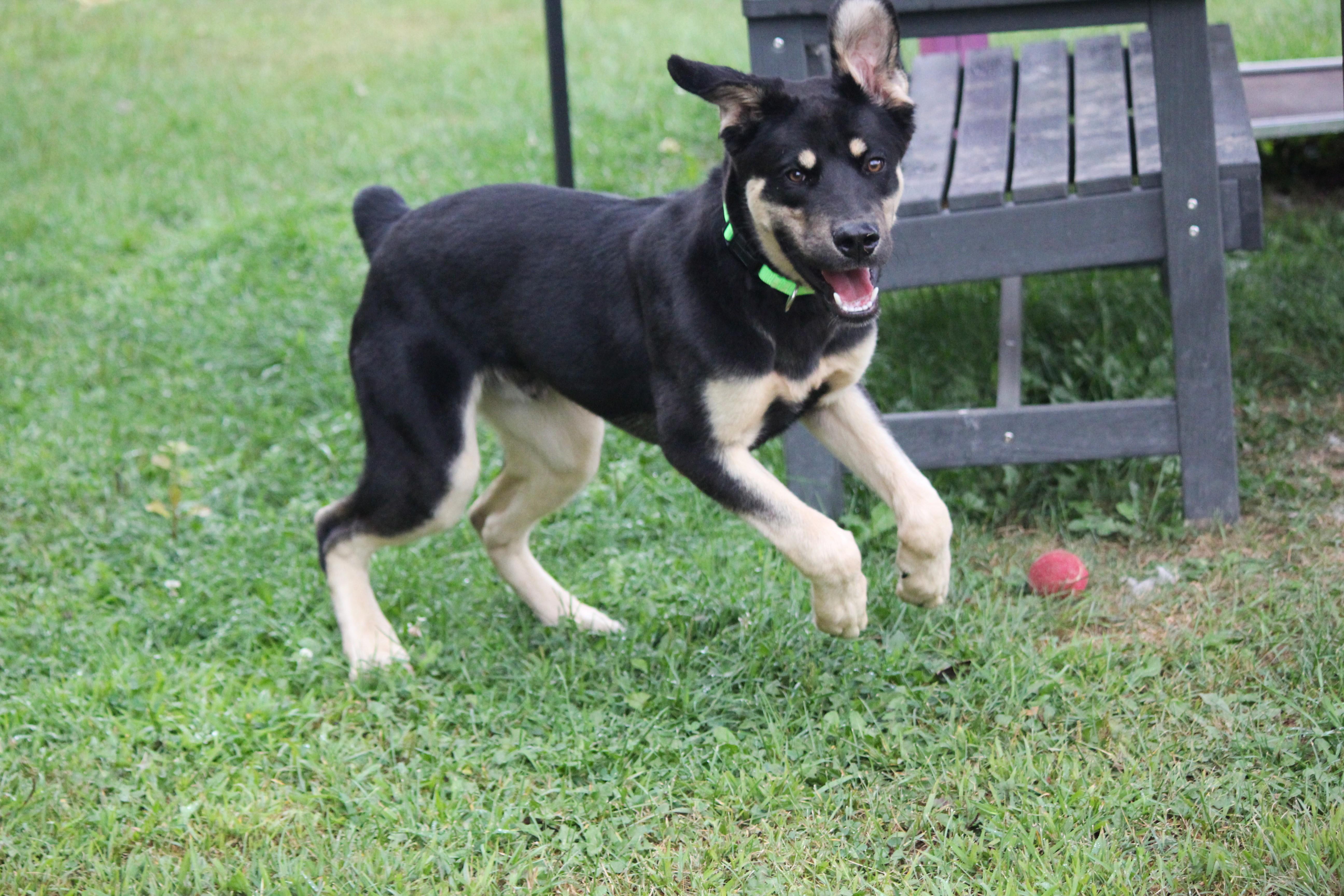 Enlarge Elliot, an adopted mixed breed in Hayward, WI image 3/3
