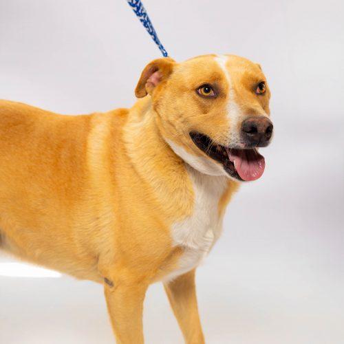 Mila, Adoptable, Young Female Labrador Retriever & Mixed Breed.