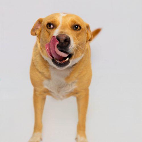 Mila, a Adoptable mixed breed in Sullivan City, TX image 2/6