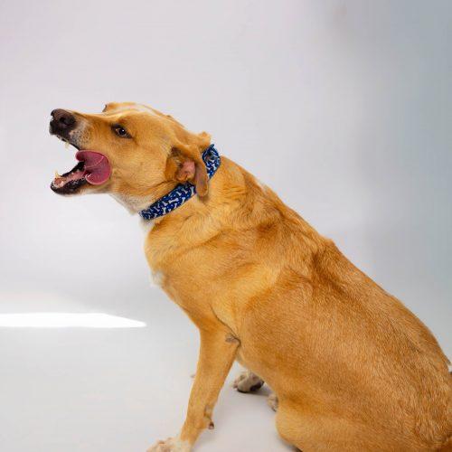 Mila, a Adoptable mixed breed in Sullivan City, TX image 3/6