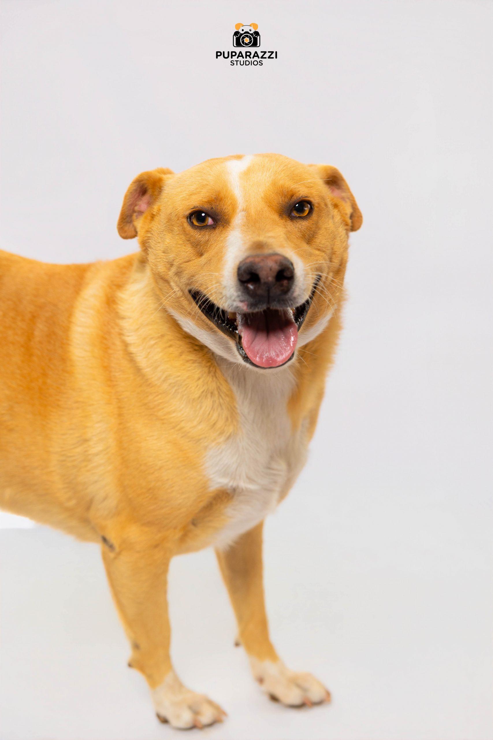 Mila, a Adoptable mixed breed in Sullivan City, TX image 4/6