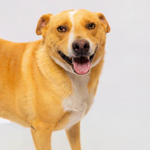 Mila, a Adoptable mixed breed in Sullivan City, TX image 5/6