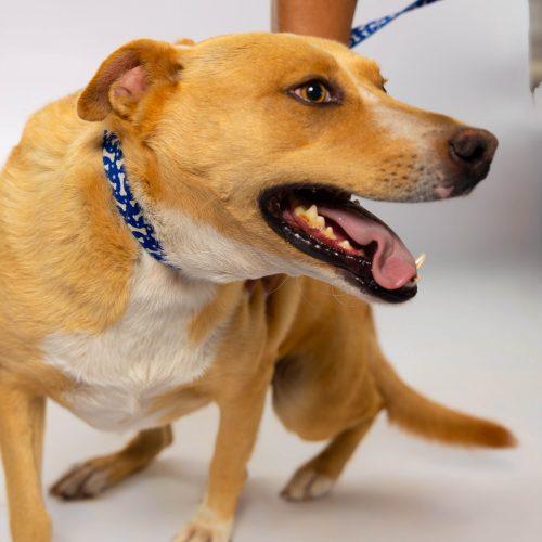 Mila, a Adoptable mixed breed in Sullivan City, TX image 6/6