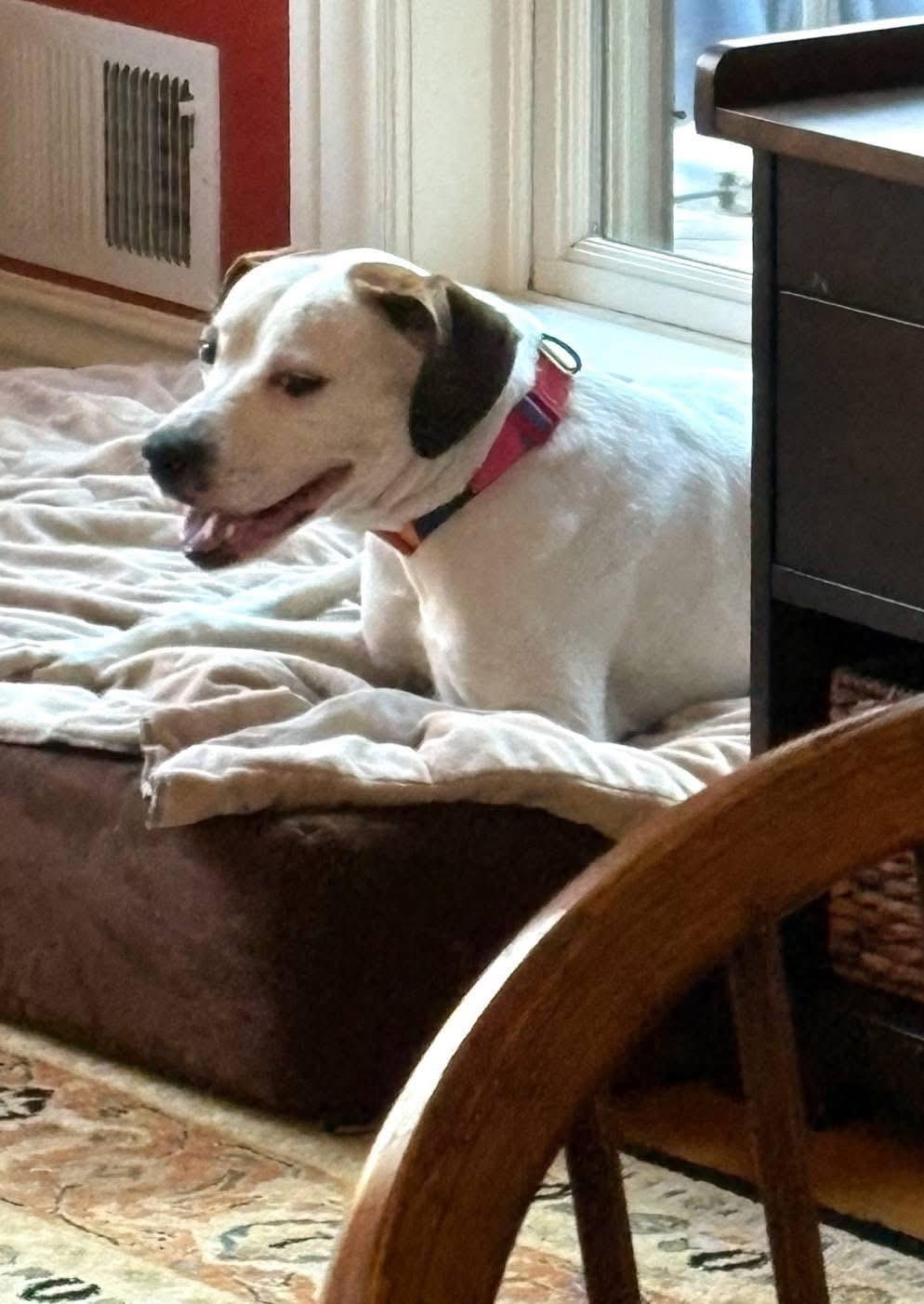 Enlarge Gizmo, a ADOPTABLE mixed breed in Louisville, KY image 2/2