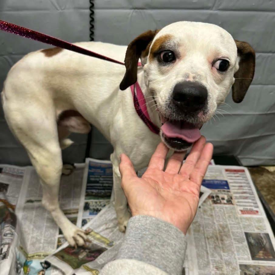 Enlarge Gizmo, a ADOPTABLE mixed breed in Louisville, KY image 1/2