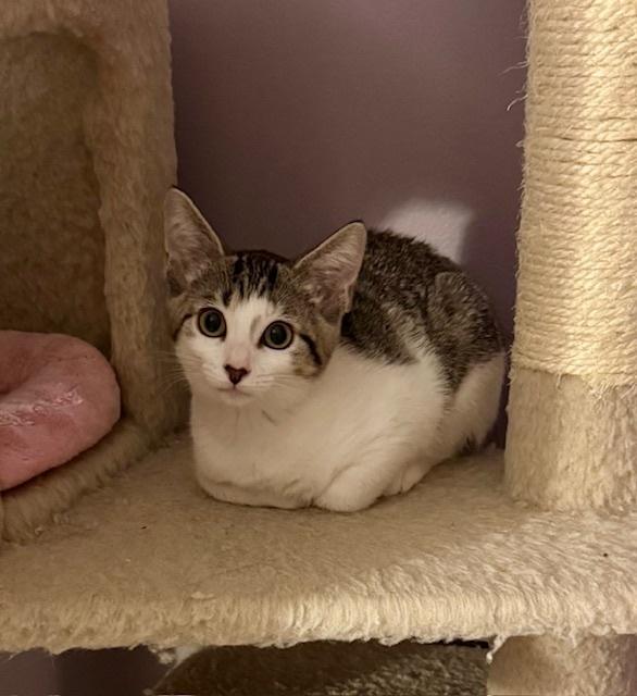 Enlarge Kitten: Raspberry *Featured at the Petco in Columbia, MD*, a Adoptable Domestic Short Hair in catonsville , MD image 2/3