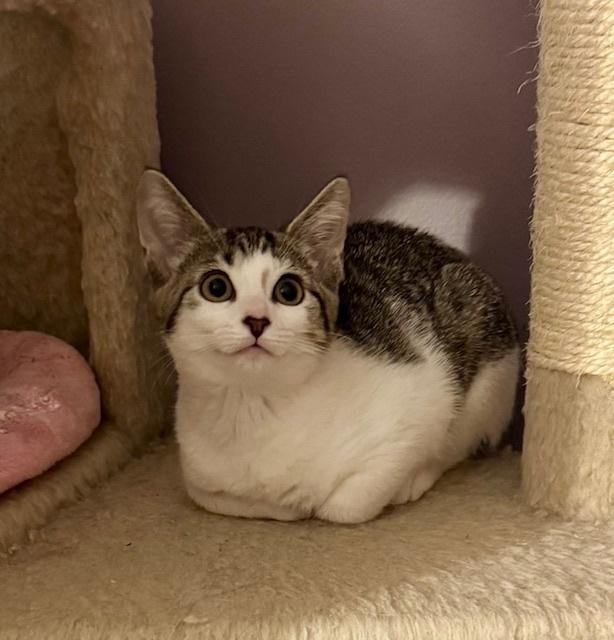 Enlarge Kitten: Raspberry *Featured at the Petco in Columbia, MD*, a Adoptable Domestic Short Hair in catonsville , MD image 3/3