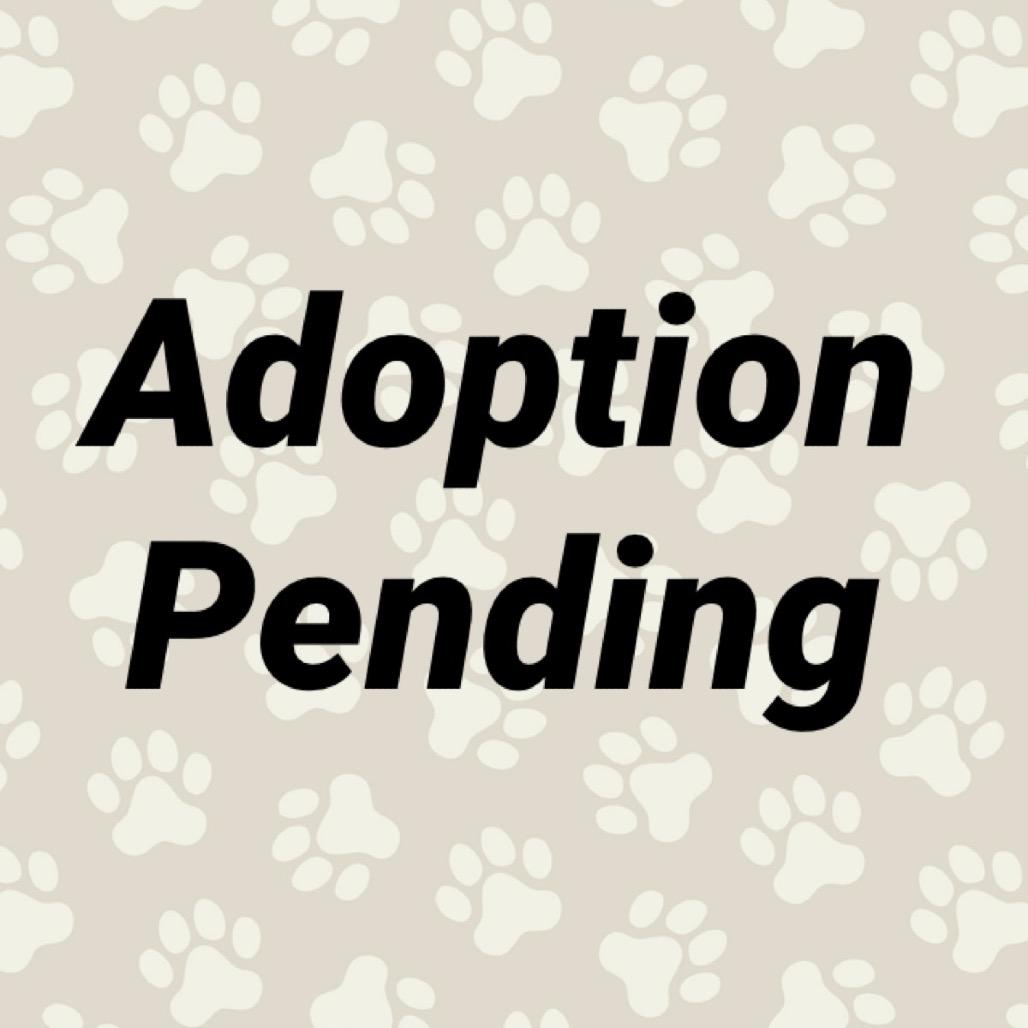 Enlarge Cruella, a Adoptable Maltese in Washington, PA image 1/2