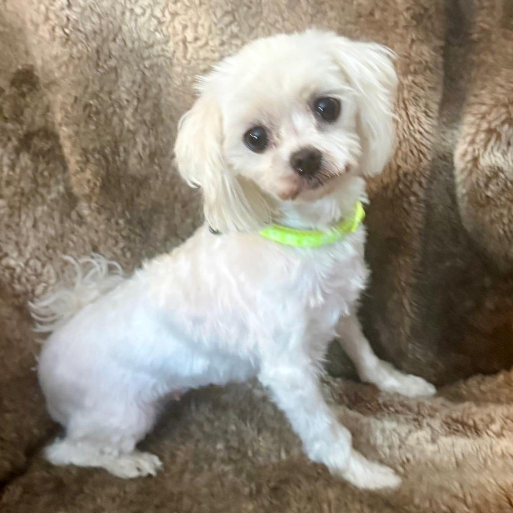 Enlarge Cruella, a Adoptable Maltese in Washington, PA image 2/2