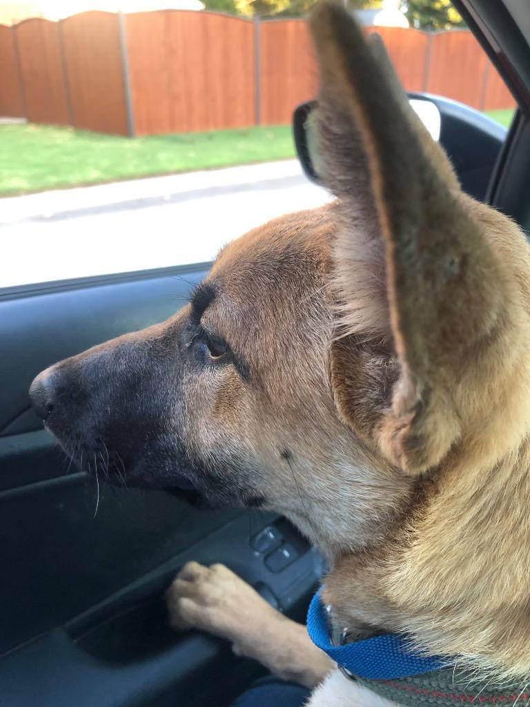 JILL, Adoptable, Puppy Female German Shepherd Dog.