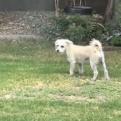 Enlarge Ita, a Adoptable Wire Fox Terrier in Gilbert, AZ image 5/5