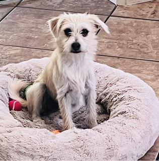 Enlarge Ita, a Adoptable Wire Fox Terrier in Gilbert, AZ image 3/5