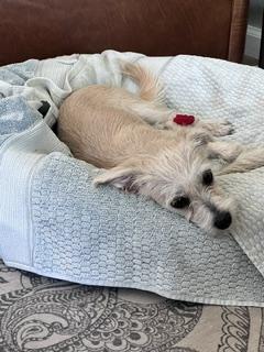 Enlarge Ita, a Adoptable Wire Fox Terrier in Gilbert, AZ image 2/5