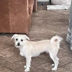 Enlarge Ita, a Adoptable Wire Fox Terrier in Gilbert, AZ image 4/5
