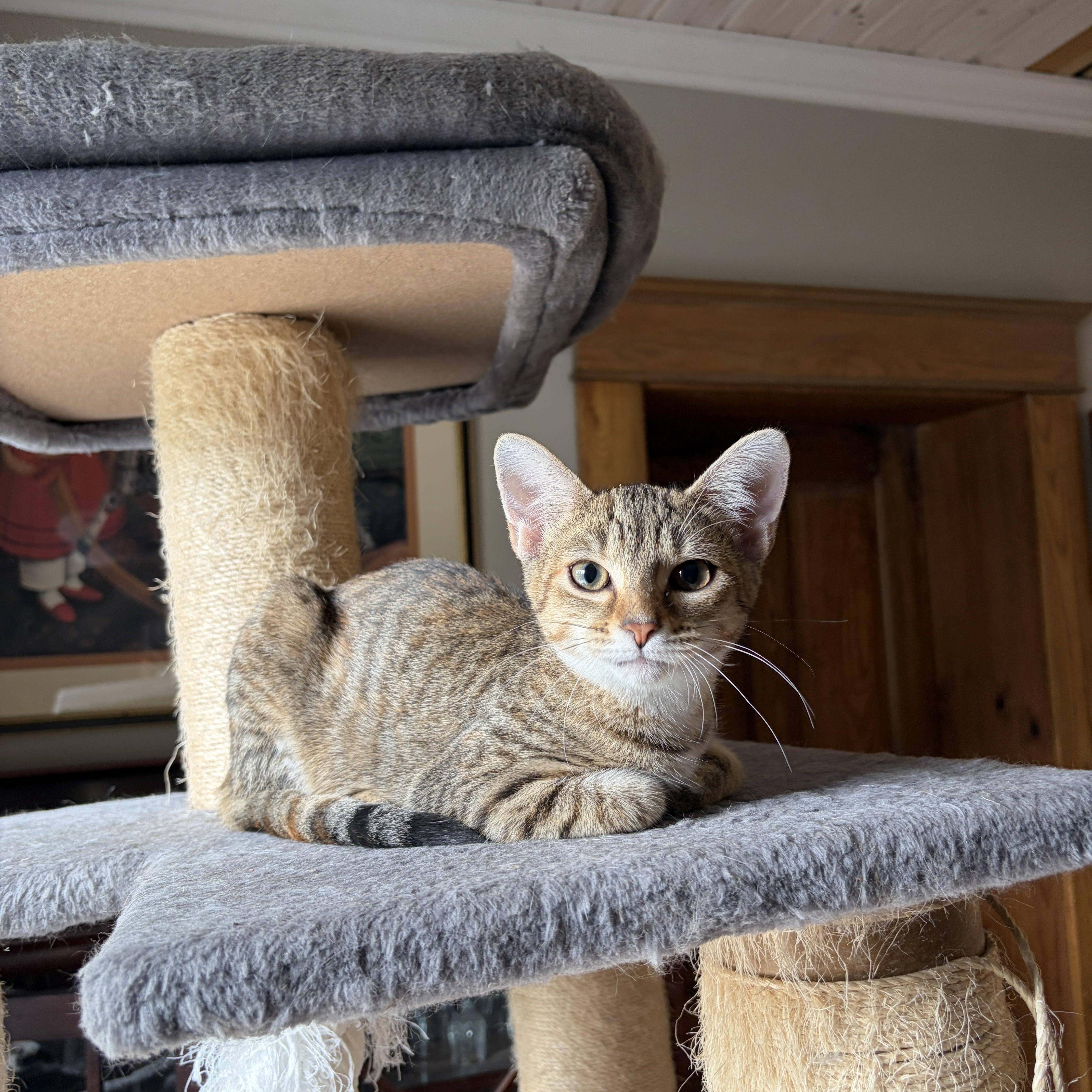 ISLA, Adoptable, Kitten Female Torbie.