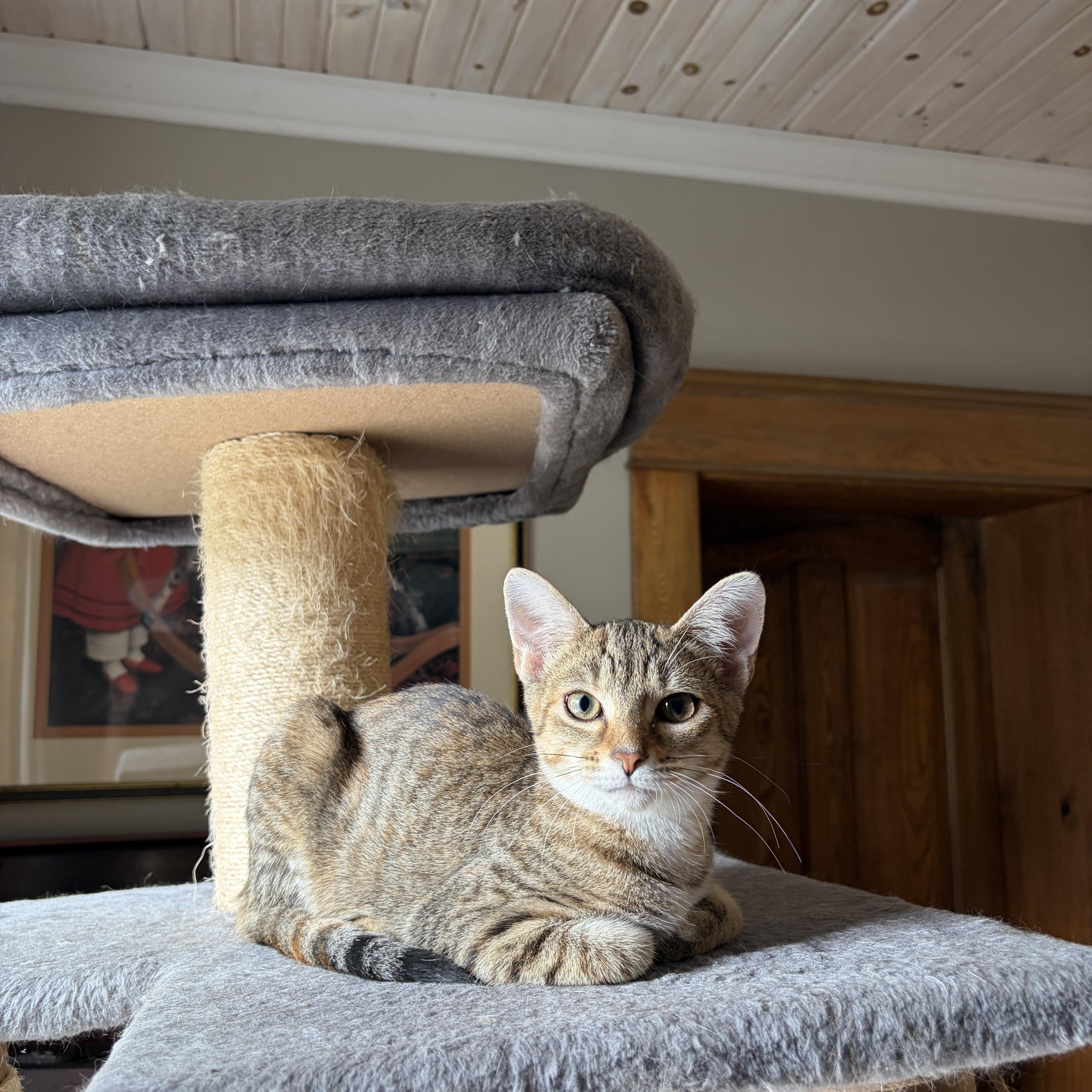Enlarge ISLA, a Adoptable Torbie in Shakespeare, ON image 3/3