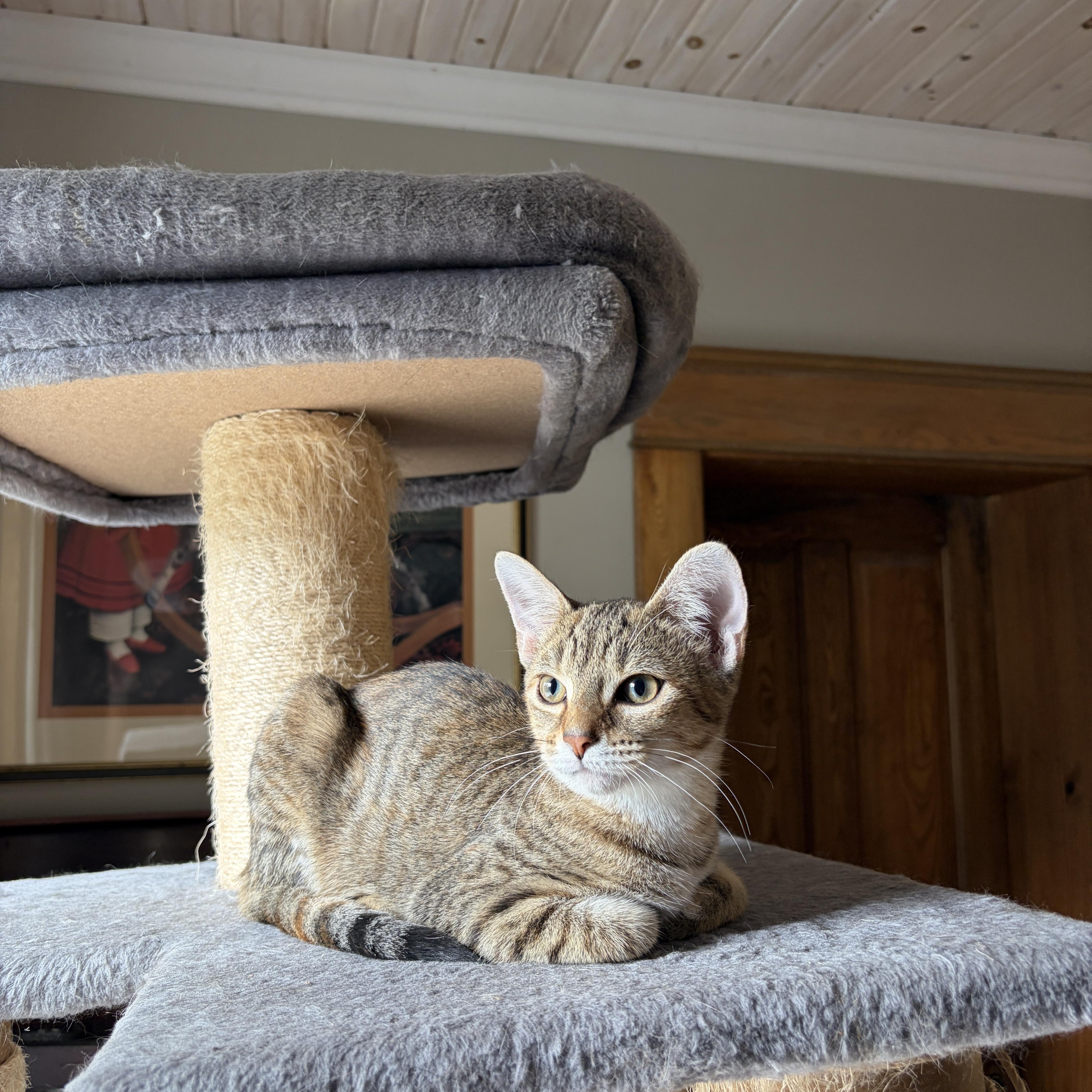 Enlarge ISLA, a Adoptable Torbie in Shakespeare, ON image 2/3