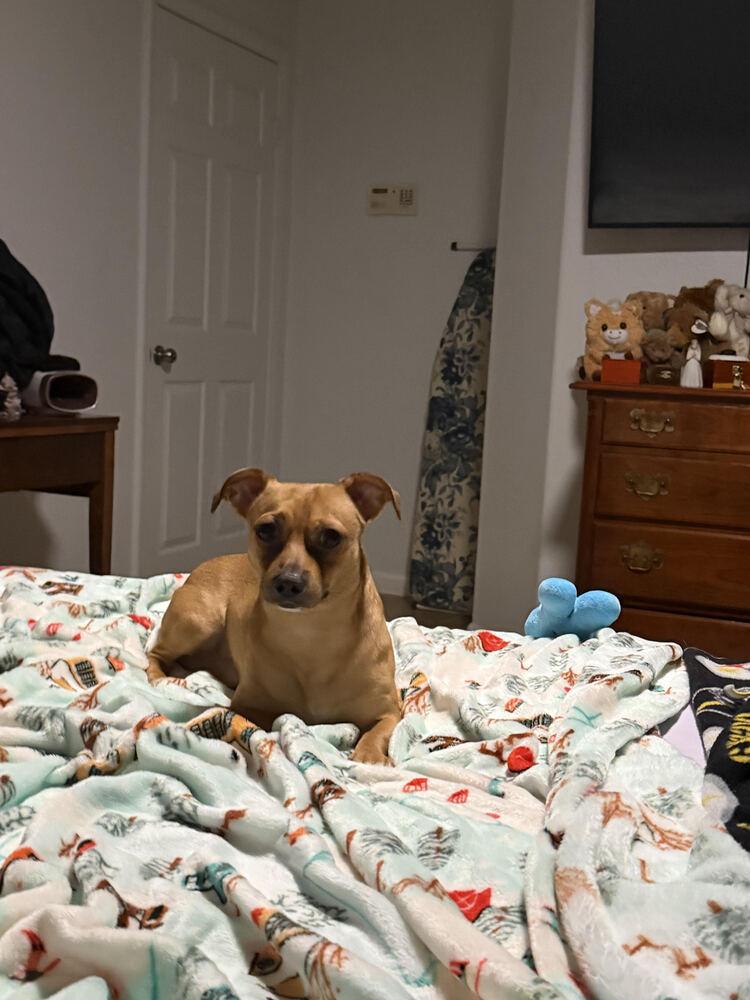 Enlarge Sage, a Adoptable mixed breed in Lancaster, CA image 1/1