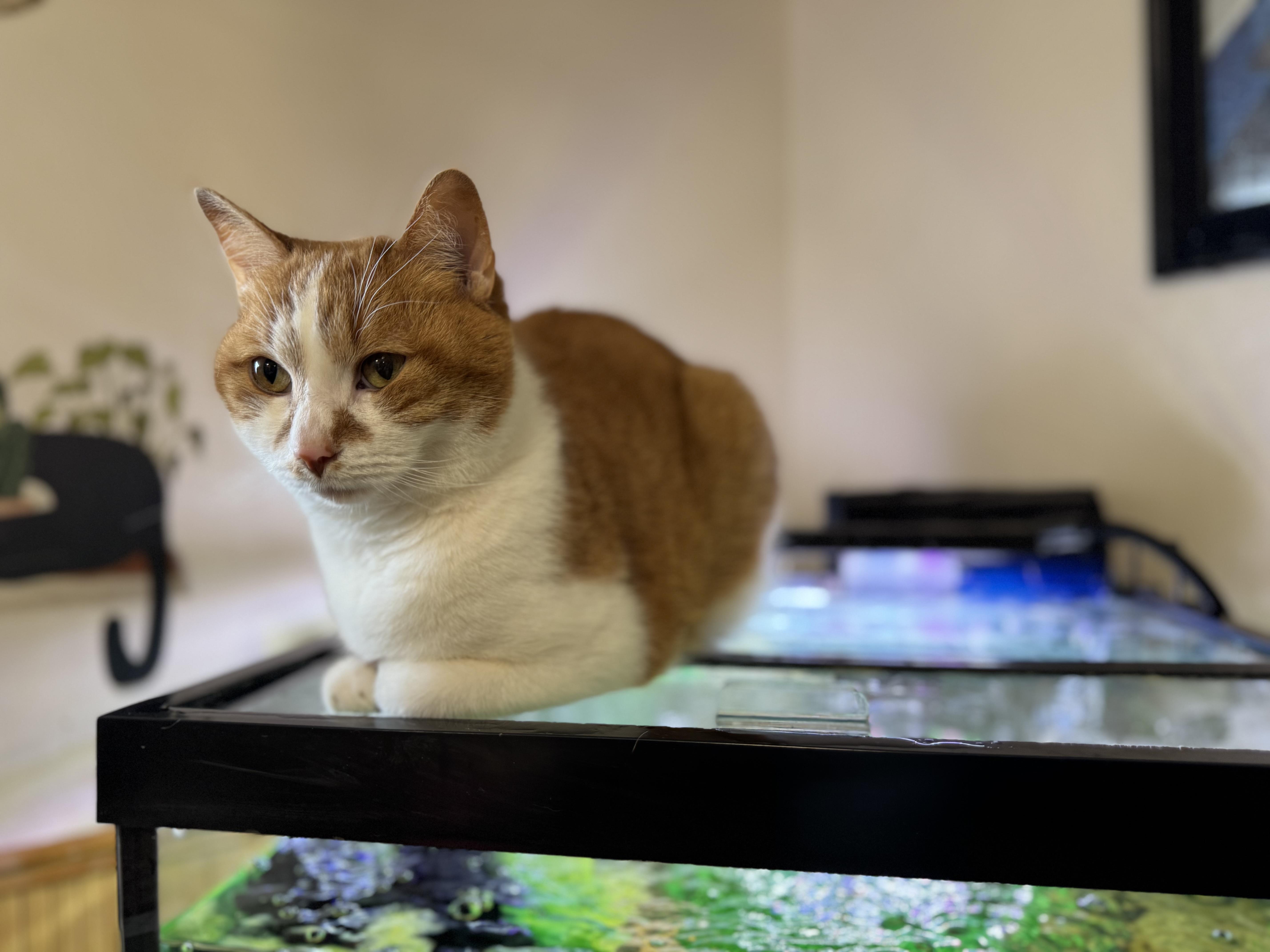 Enlarge Midas, a Adoptable Domestic Short Hair in Erie, PA image 4/4