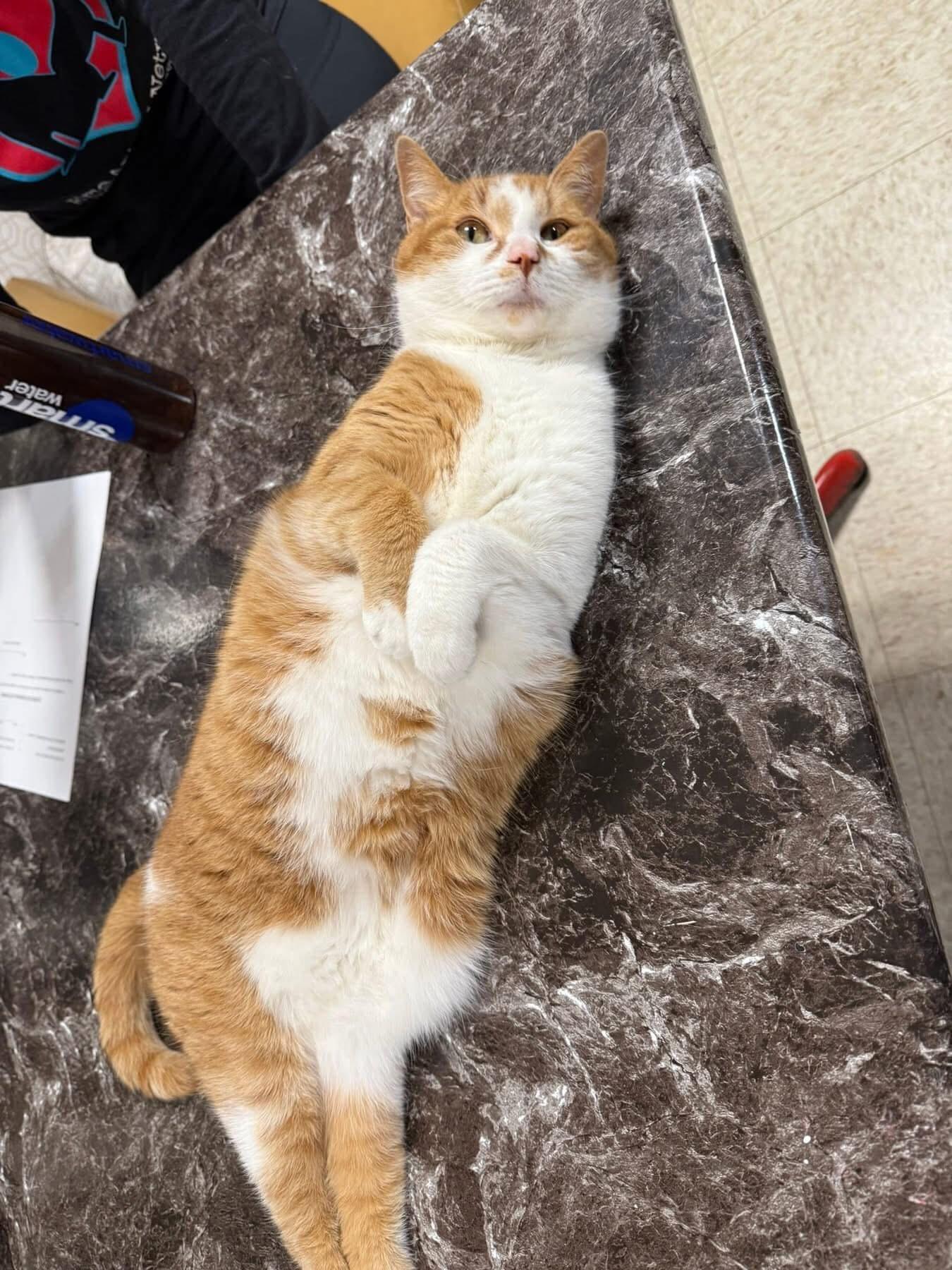 Enlarge Midas, a Adoptable Domestic Short Hair in Erie, PA image 1/4