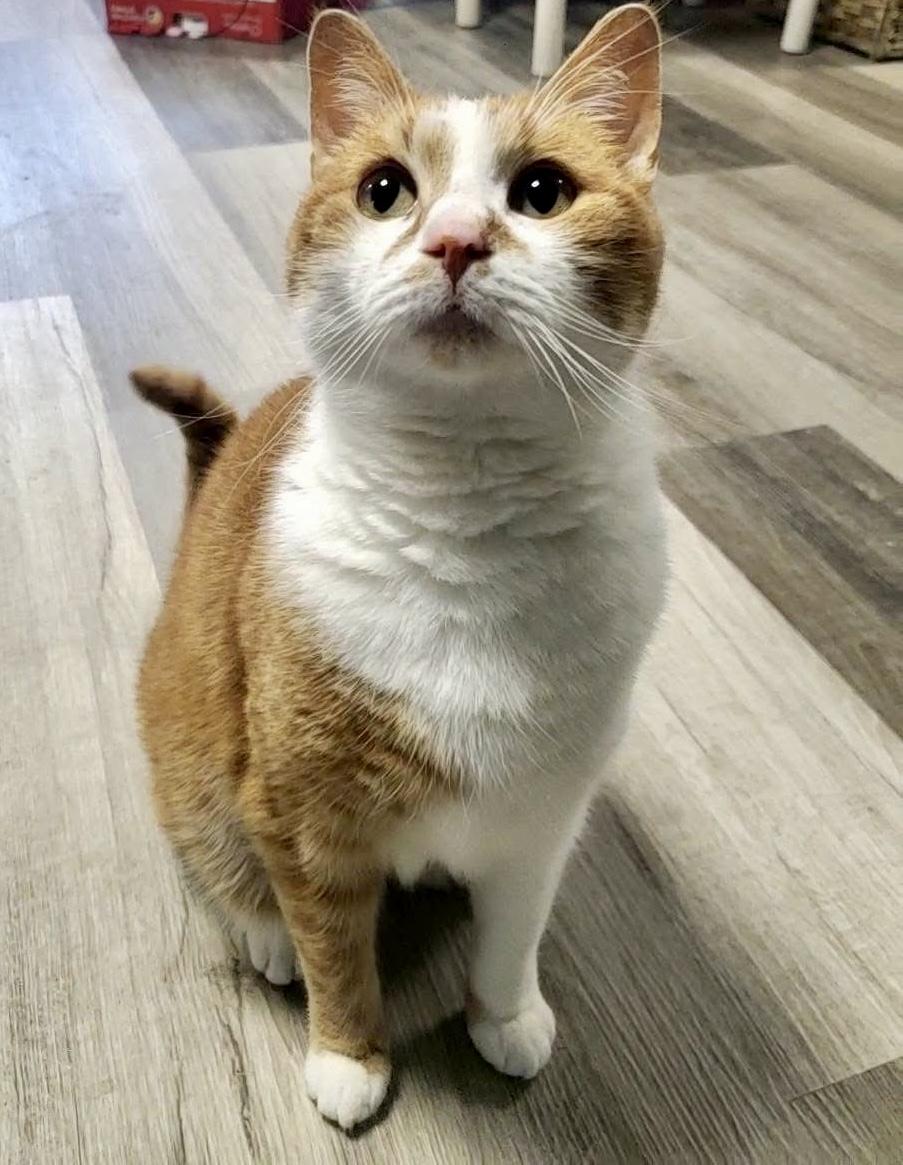 Enlarge Midas, a Adoptable Domestic Short Hair in Erie, PA image 3/4