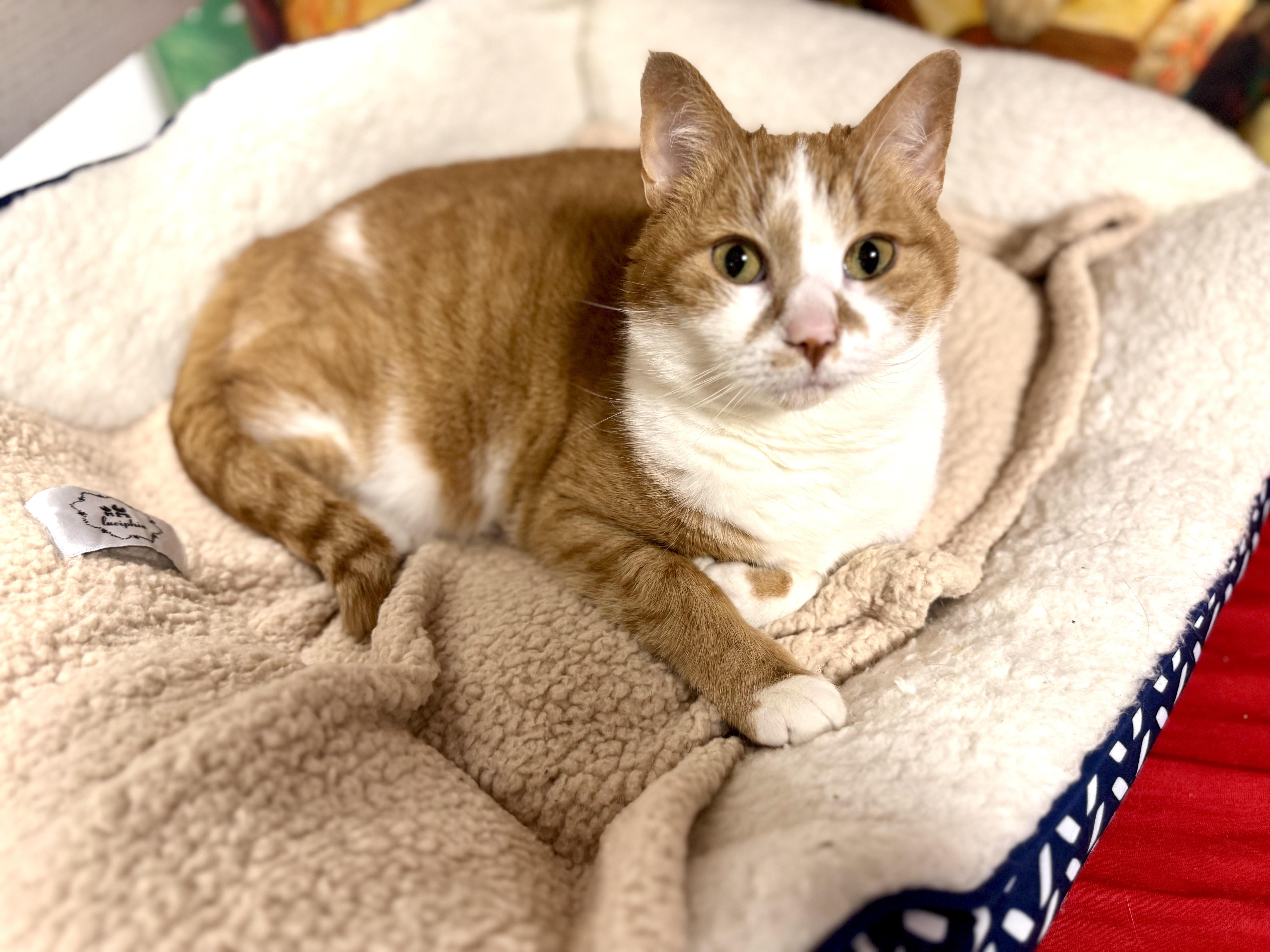 Enlarge Midas, a Adoptable Domestic Short Hair in Erie, PA image 2/4