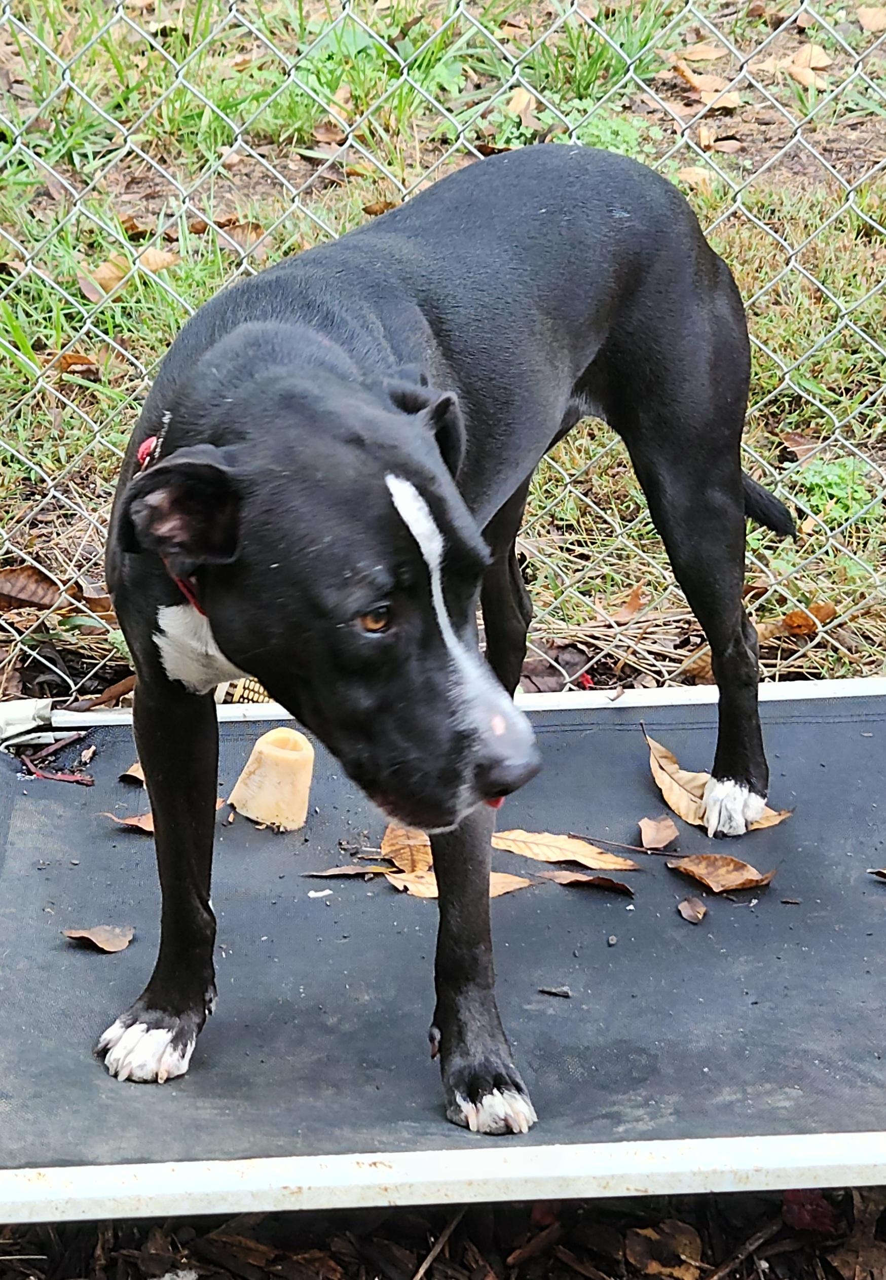 Cupid, a Adoptable mixed breed in Flintstone, GA image 6/6