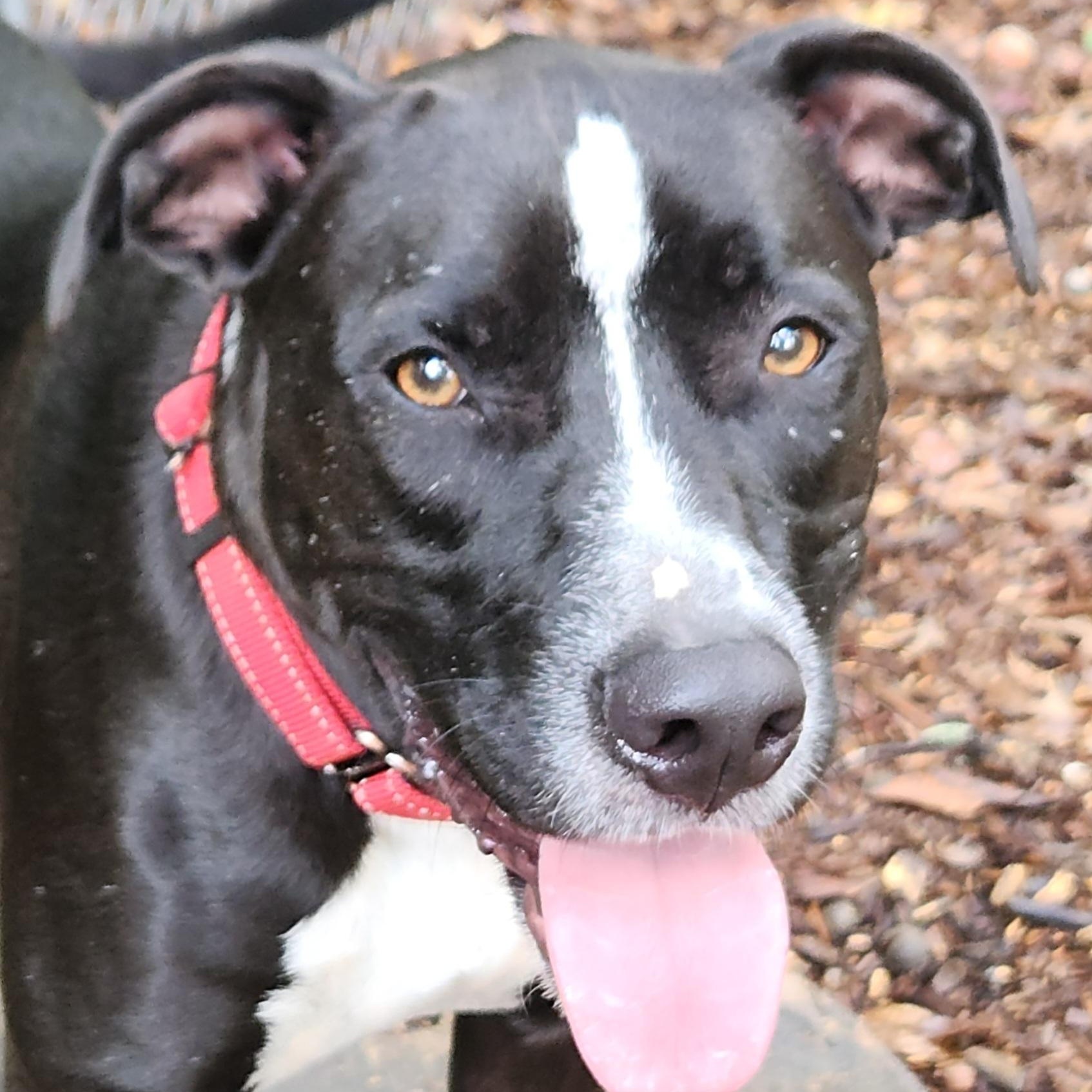 Cupid, Adoptable, Young Male Staffordshire Bull Terrier & Mixed Breed.
