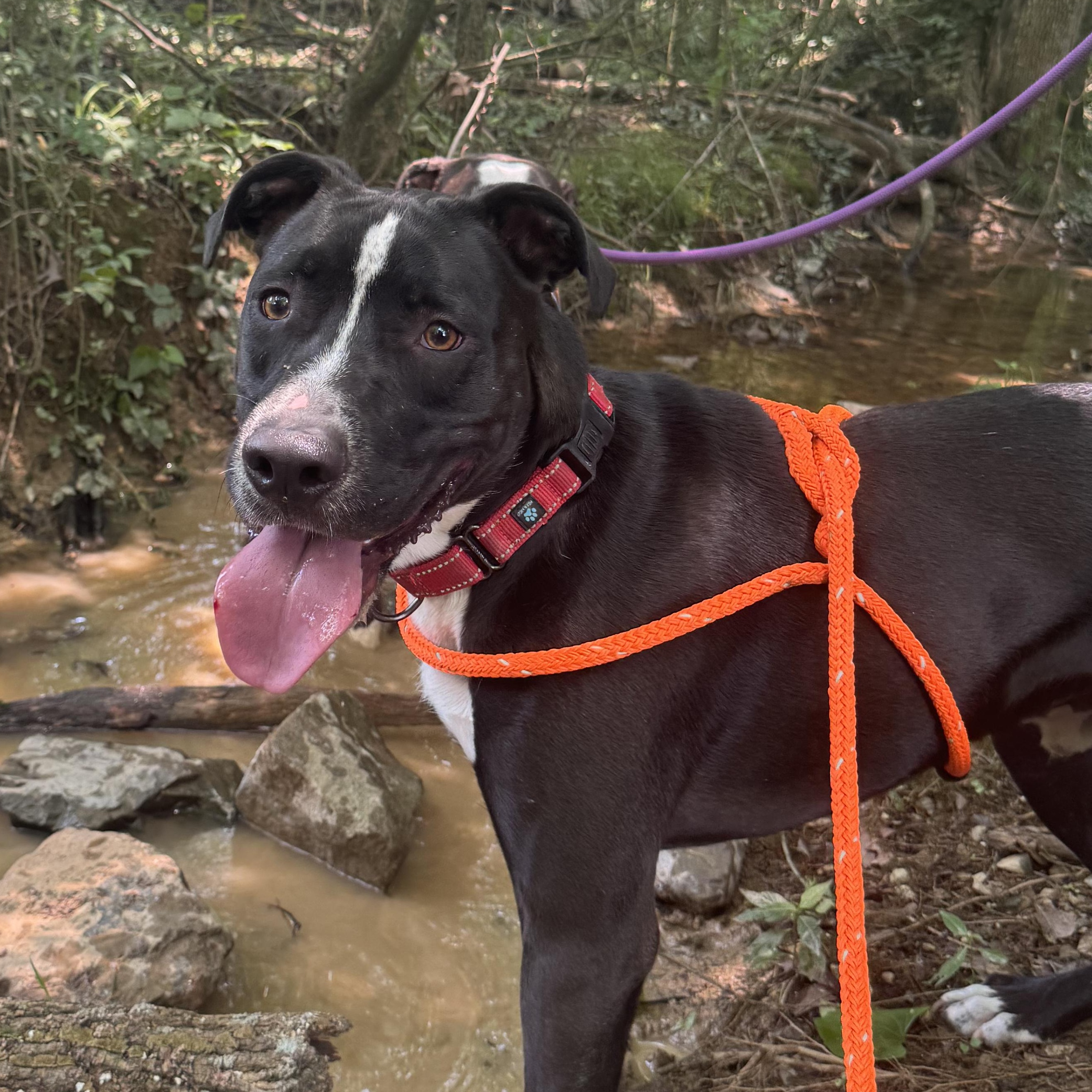 Cupid, a Adoptable mixed breed in Flintstone, GA image 3/6