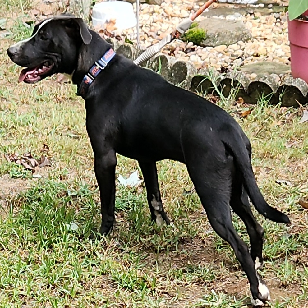 Cupid, a Adoptable mixed breed in Flintstone, GA image 5/6