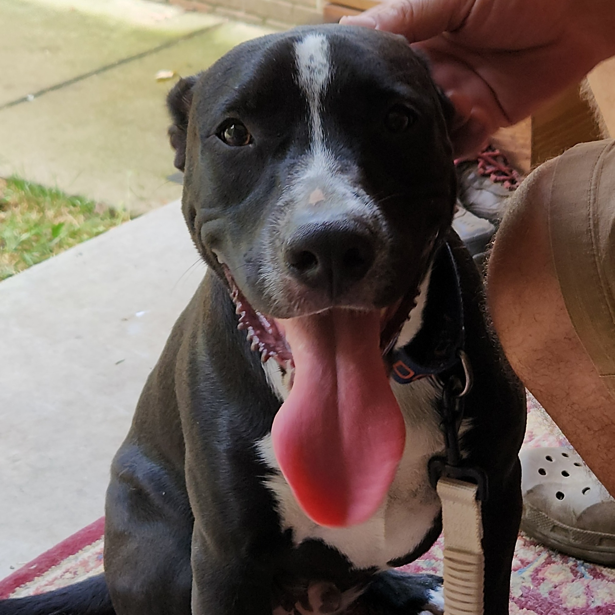 Cupid, a Adoptable mixed breed in Flintstone, GA image 4/6